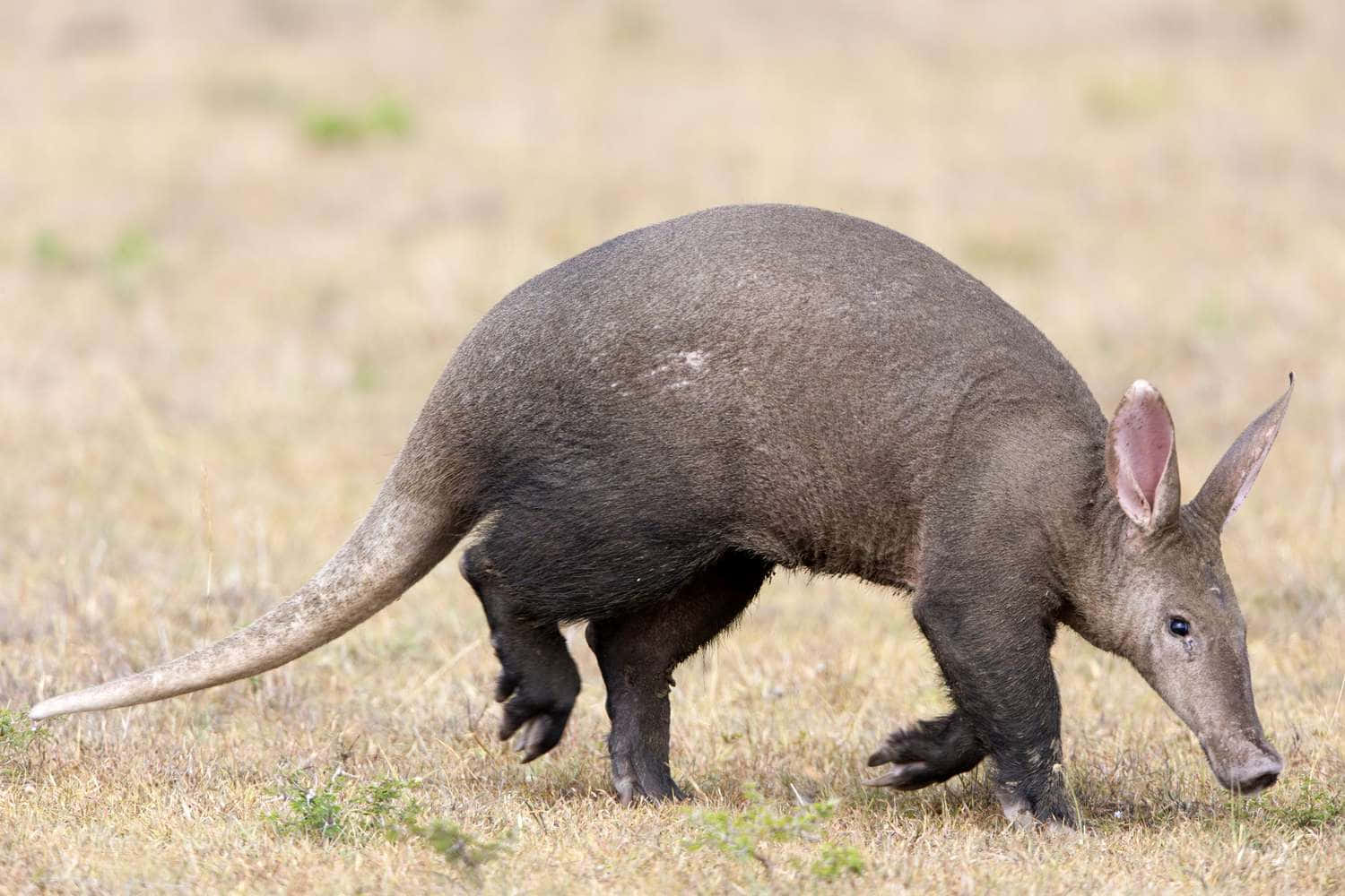 aardvark, dark gray, golden grass, HD Desktop Wallpaper