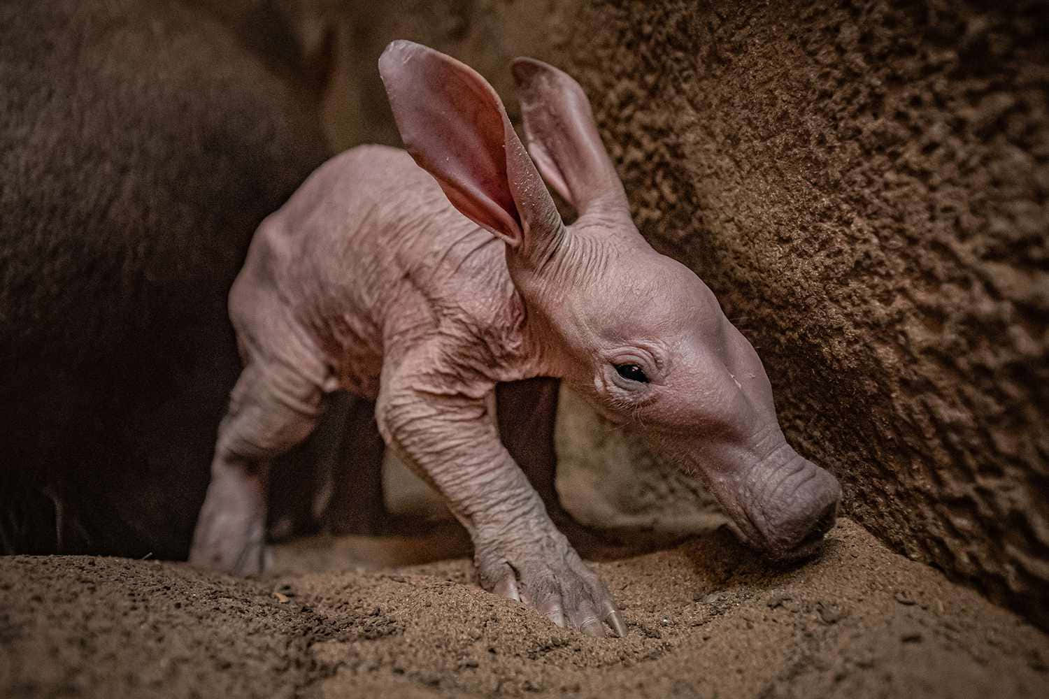 baby aardvark, pink naked baby armadillo, sandy ground, HD Desktop Wallpaper