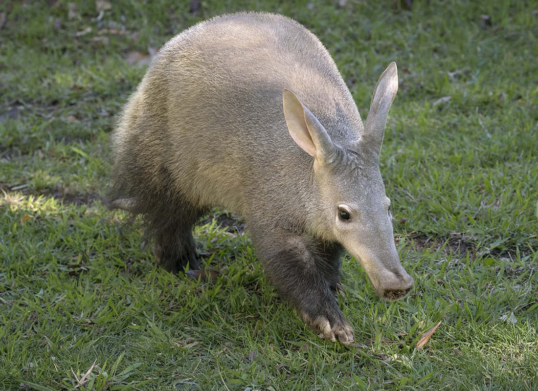 aardvark, grassland, sunlit, SD Desktop Wallpaper