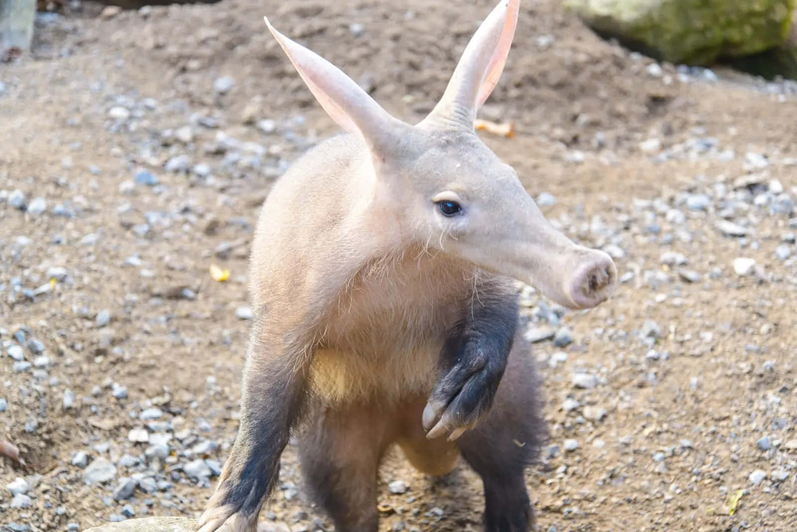 aardvark, pink-furred, rocky dirt ground, HD Desktop Wallpaper