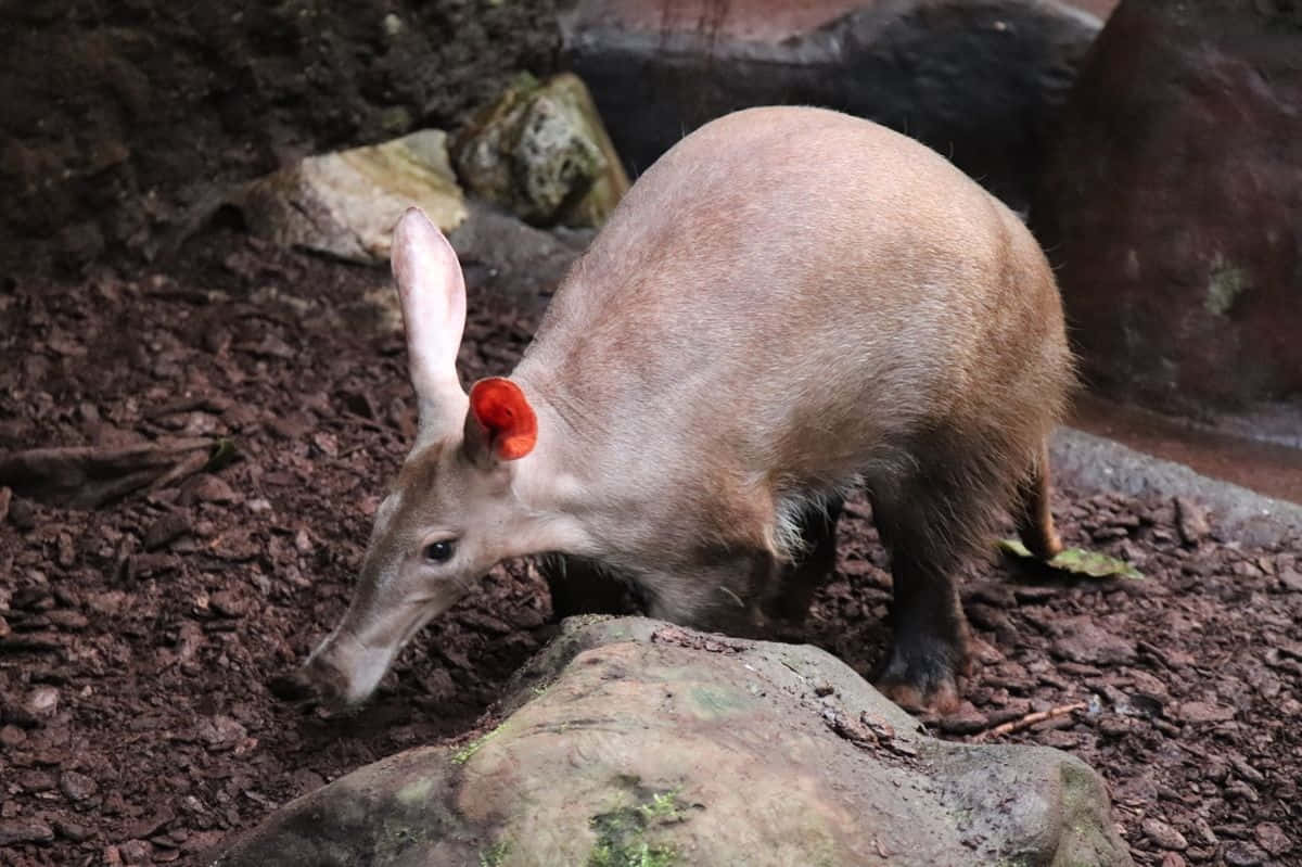 aardvark, pink-furred, long ears, SD Desktop Wallpaper