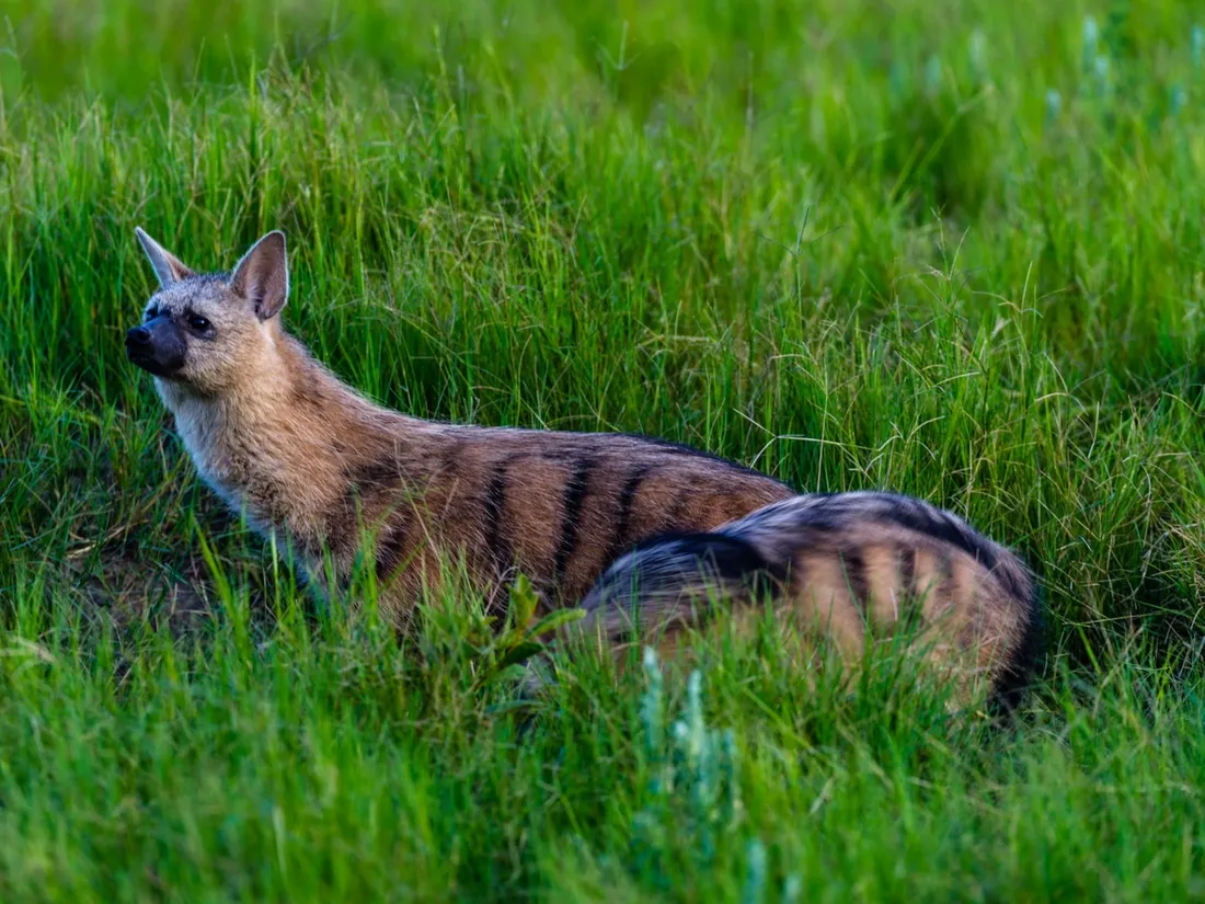 Aardwolf