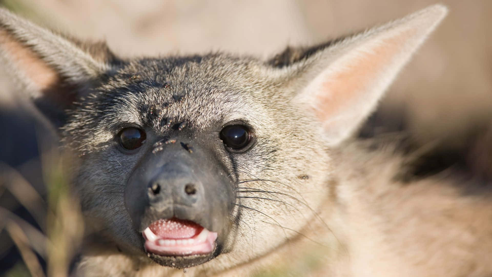 Aardwolf, bat-eared fox, large ears, Full HD Desktop Wallpaper