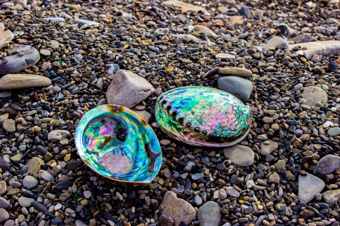 Abalone Wallpapers
