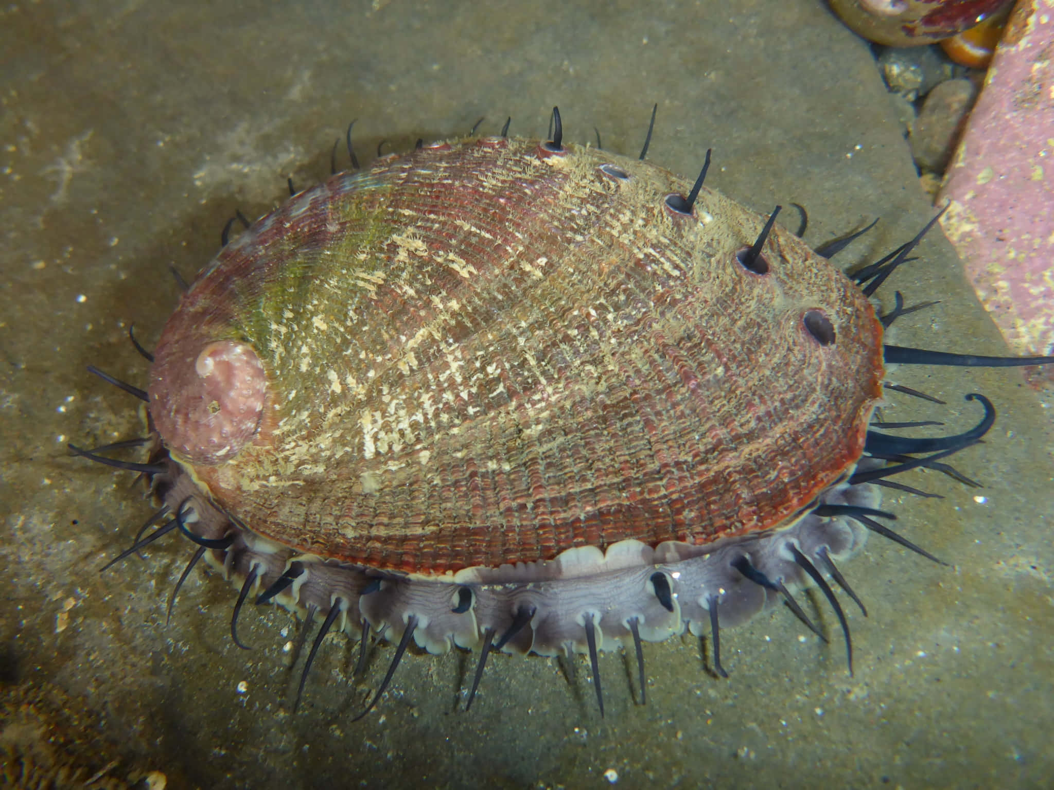 abalone, iridescent green and brown hues, black spines, Full HD Desktop Wallpaper