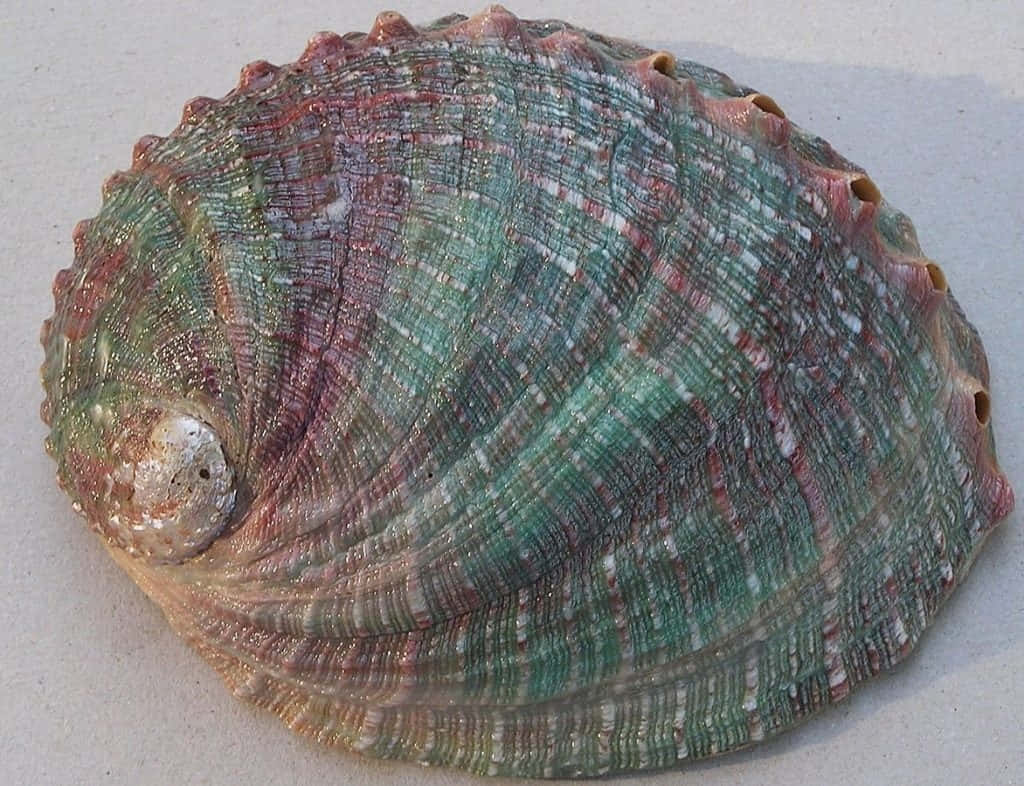 colorful abalone shell, iridescent green, pink, SD Desktop Wallpaper