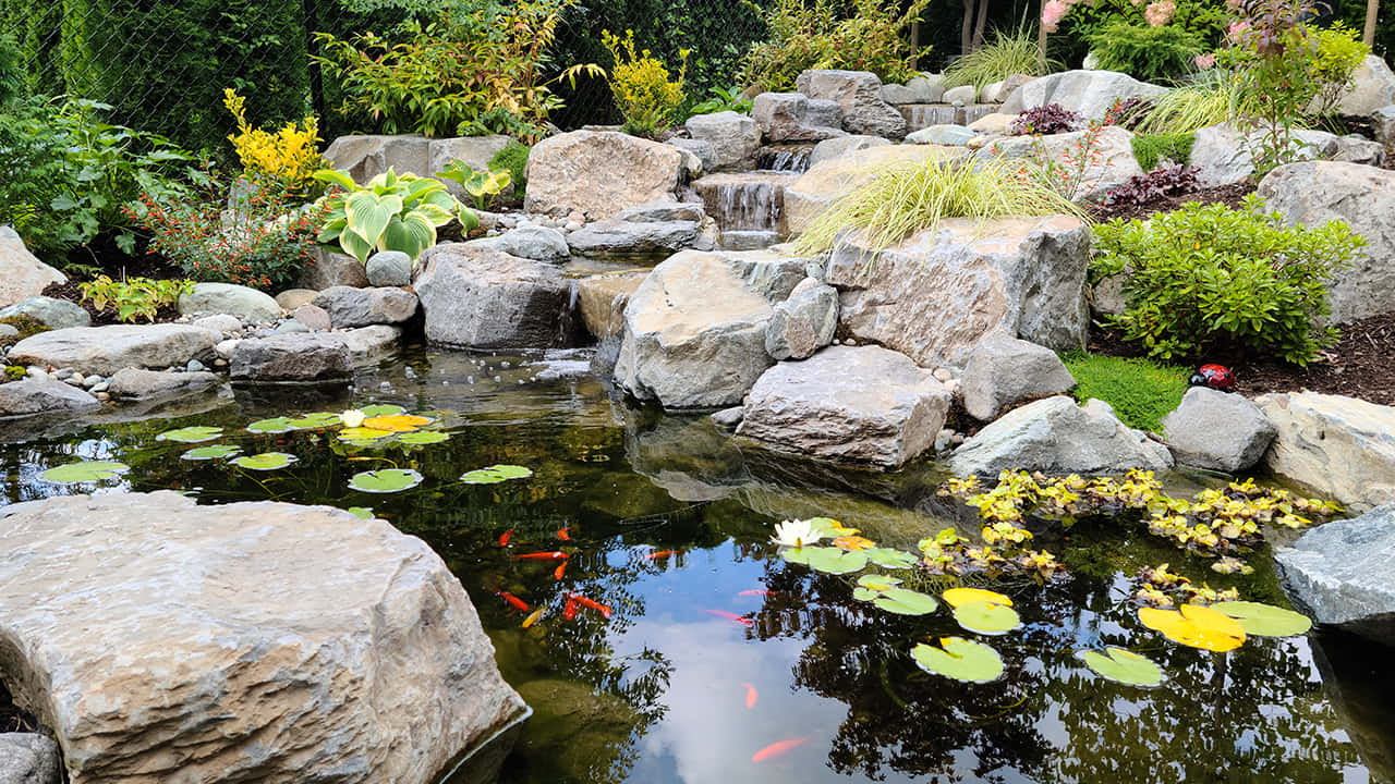 Abbotsford, garden pond, koi fish, HD Desktop Wallpaper