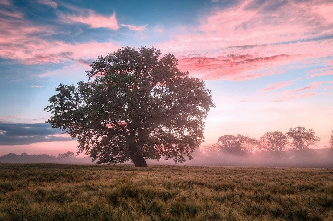 Abbotsford, scenic beauty, misty field, SD Desktop Wallpaper