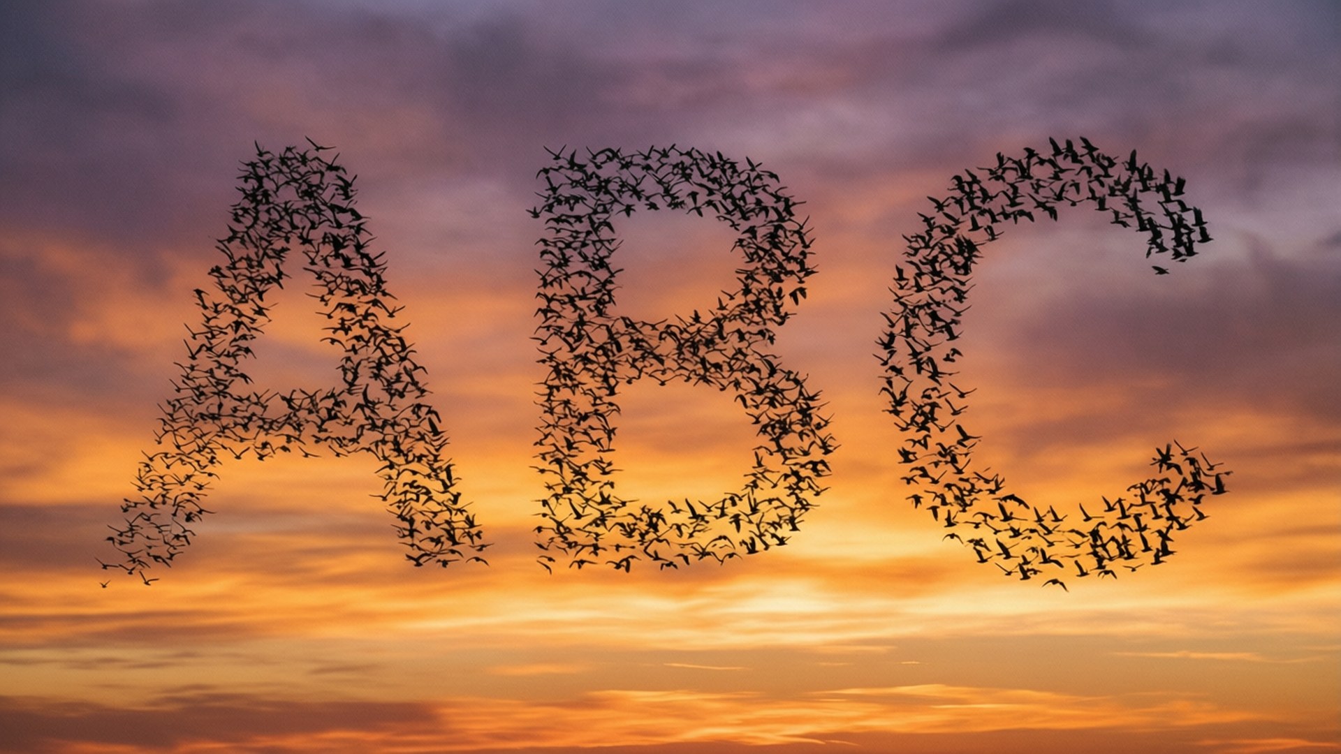 ABC, birds, orange, Full HD Desktop Wallpaper