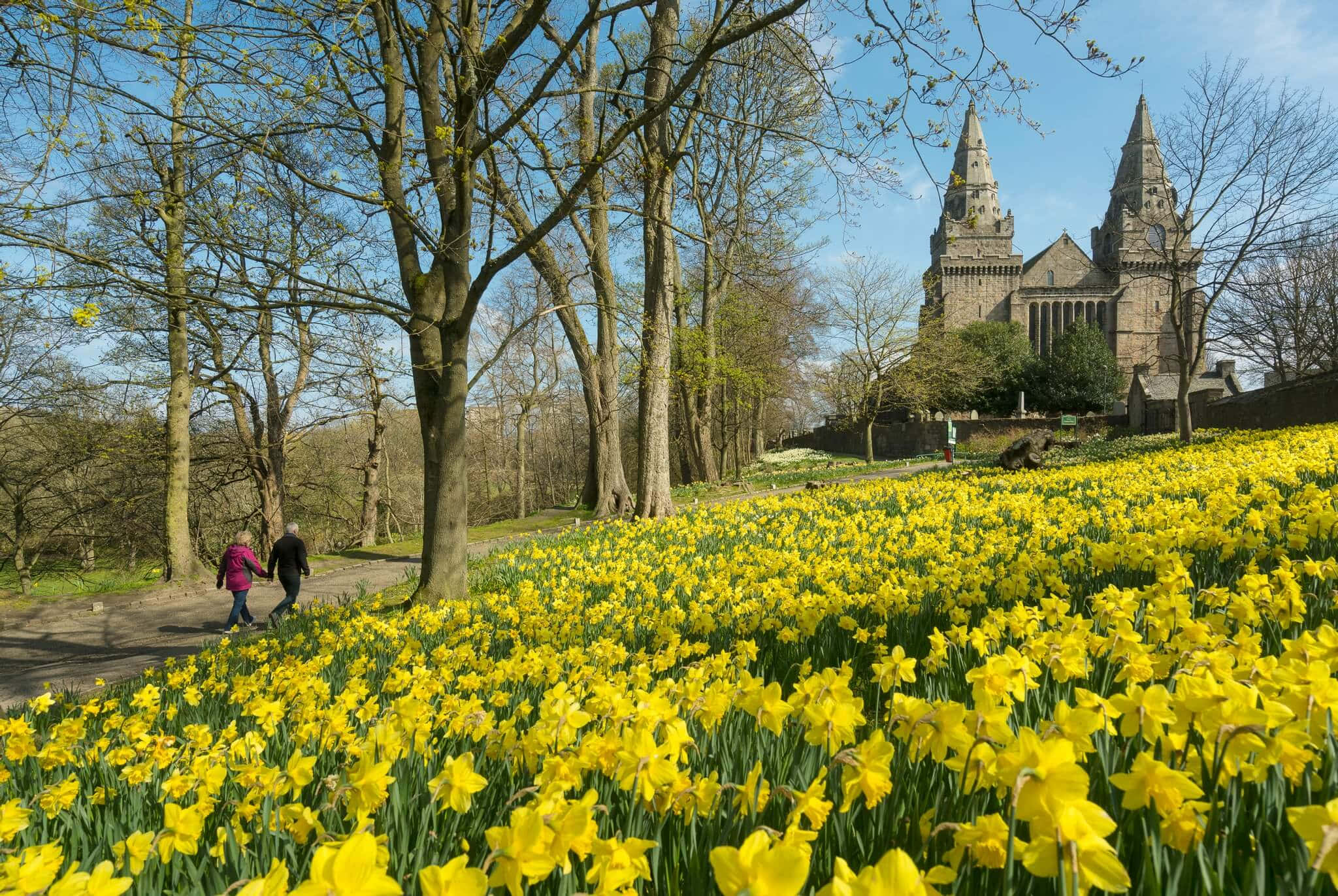 Aberdeen, daffodils, cathedral, Full HD Desktop Wallpaper
