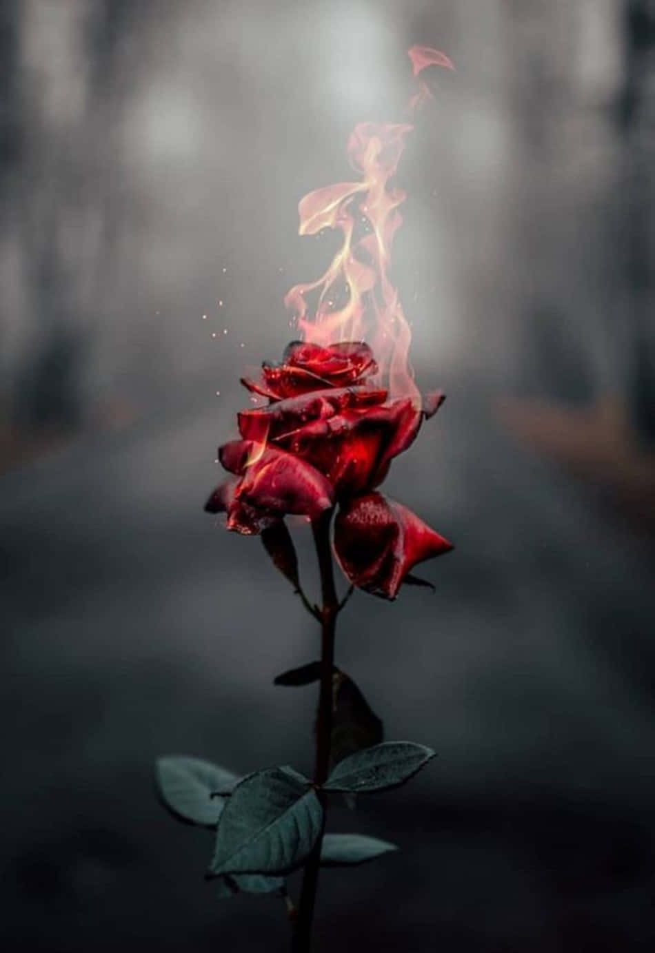 red rose, ethereal flames, blurred dark background, HD Phone Wallpaper
