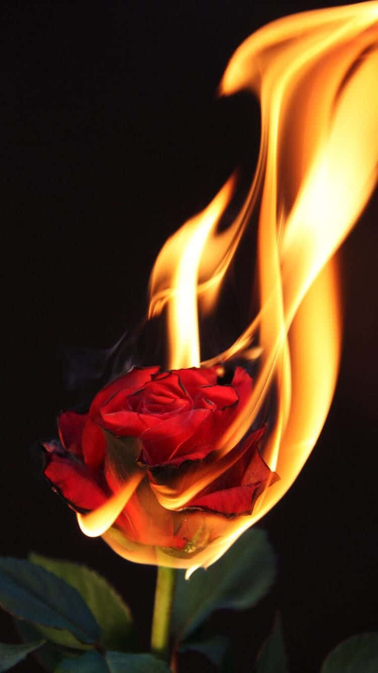 Aesthetic Fire, red rose, golden flames, HD Phone Wallpaper