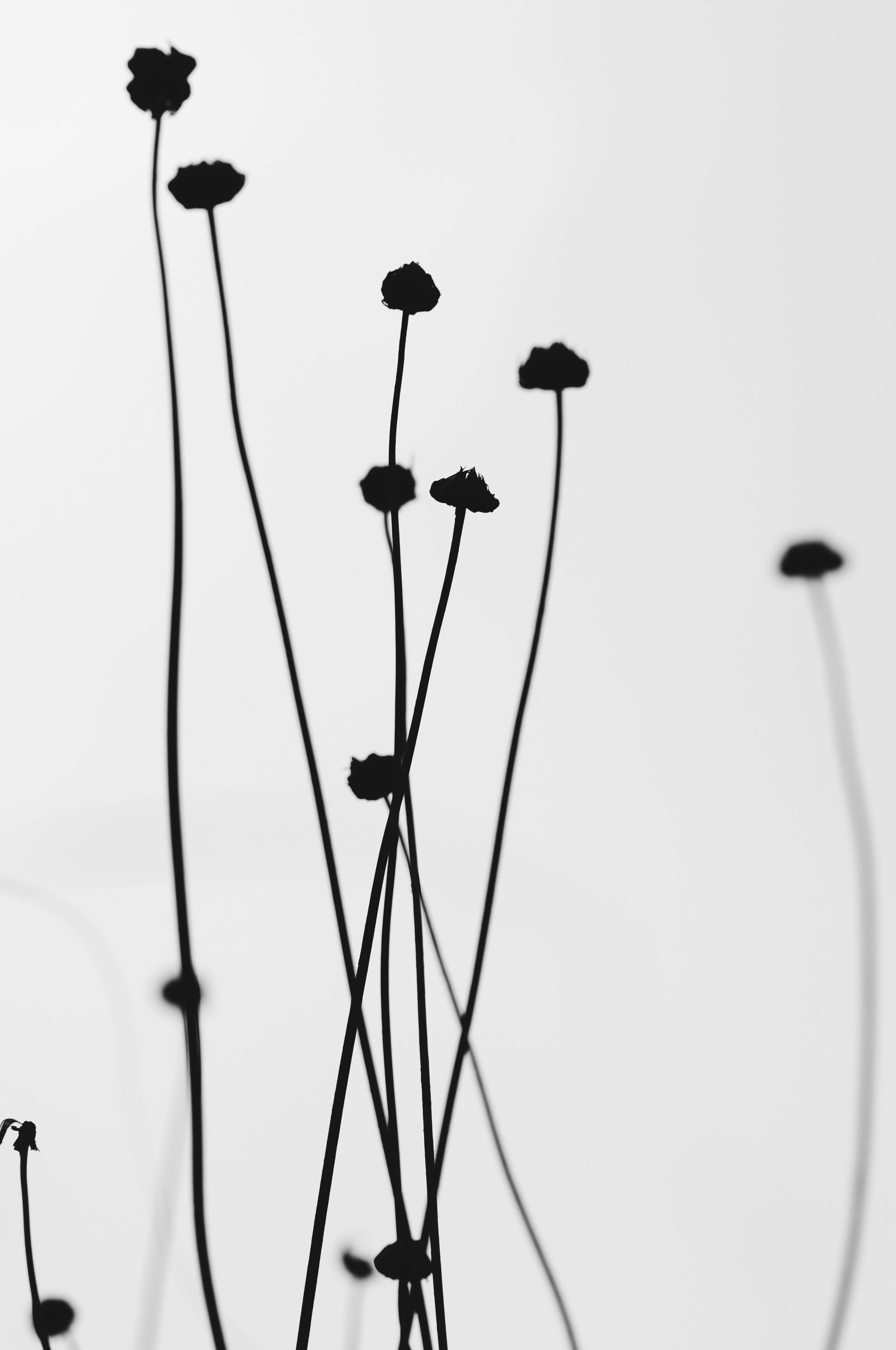 white abstract flower, silhouetted dried flower stems, soft white background, 4K Phone Wallpaper