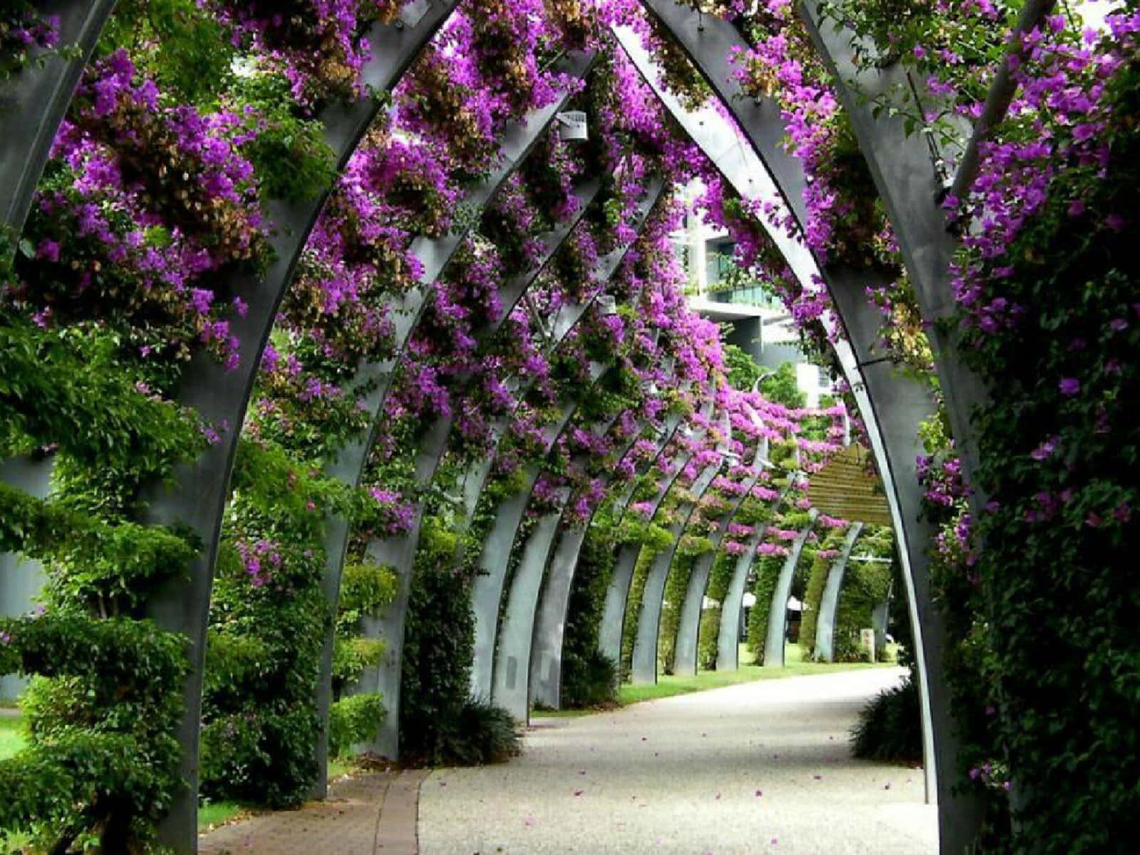 Tunnel Of Nature Flower, purple flowers, lush green vines, HD Desktop Wallpaper