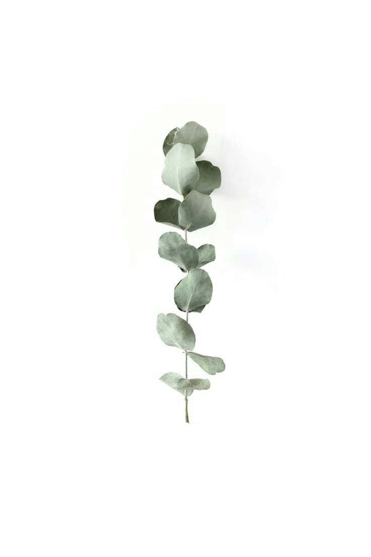 eucalyptus branch, muted green leaves, stark white background, SD Phone Wallpaper