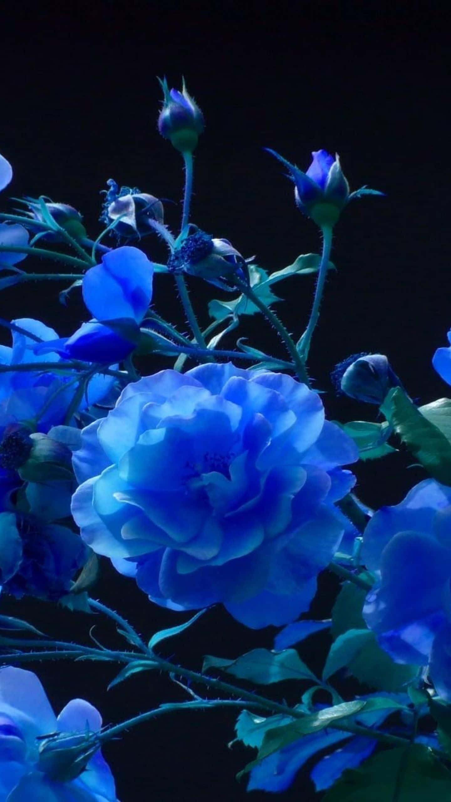abstract rose, vibrant blue, deep black background, 2K Phone Wallpaper