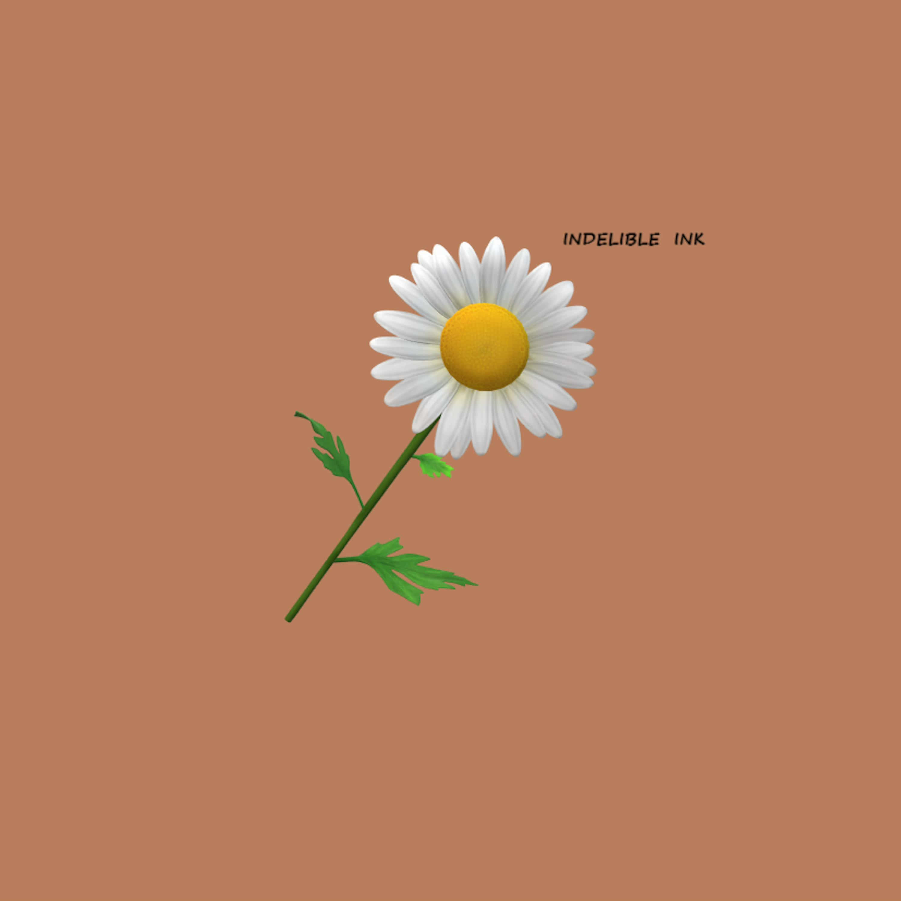 indelible ink, daisy, white petals, 2K Desktop Wallpaper