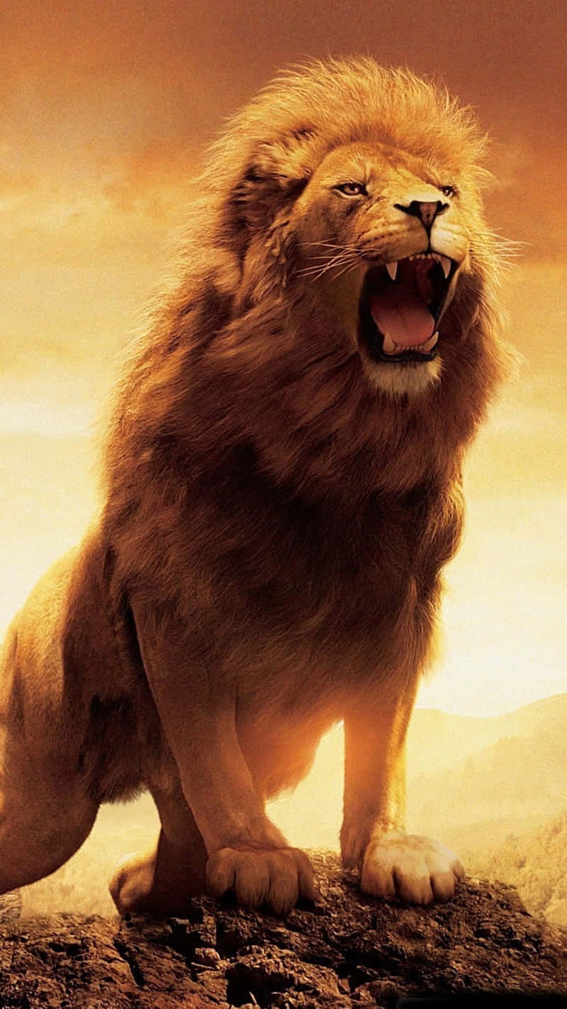roaring lion, rocky outcrop, golden sunset sky, HD Phone Wallpaper