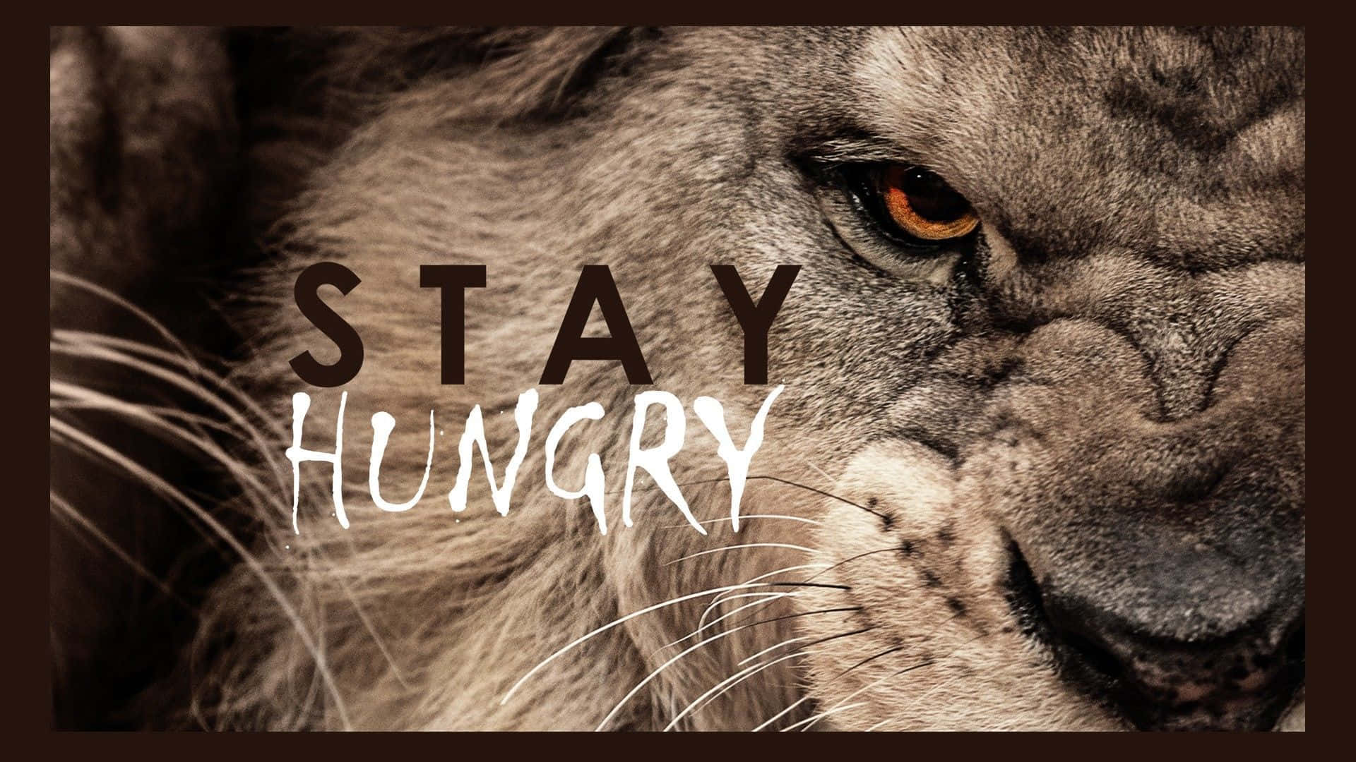 lion, STAY HUNGRY, intense gaze, Full HD Desktop Wallpaper