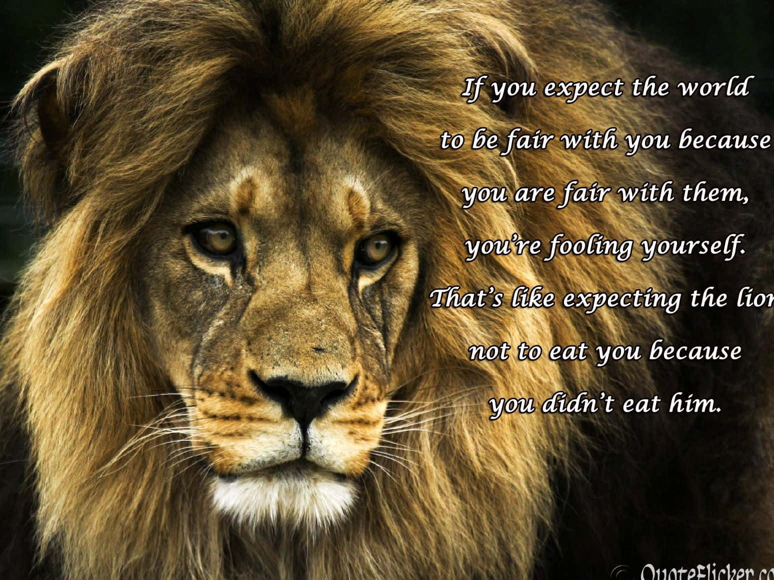 lion, golden mane, dark background, HD Desktop Wallpaper