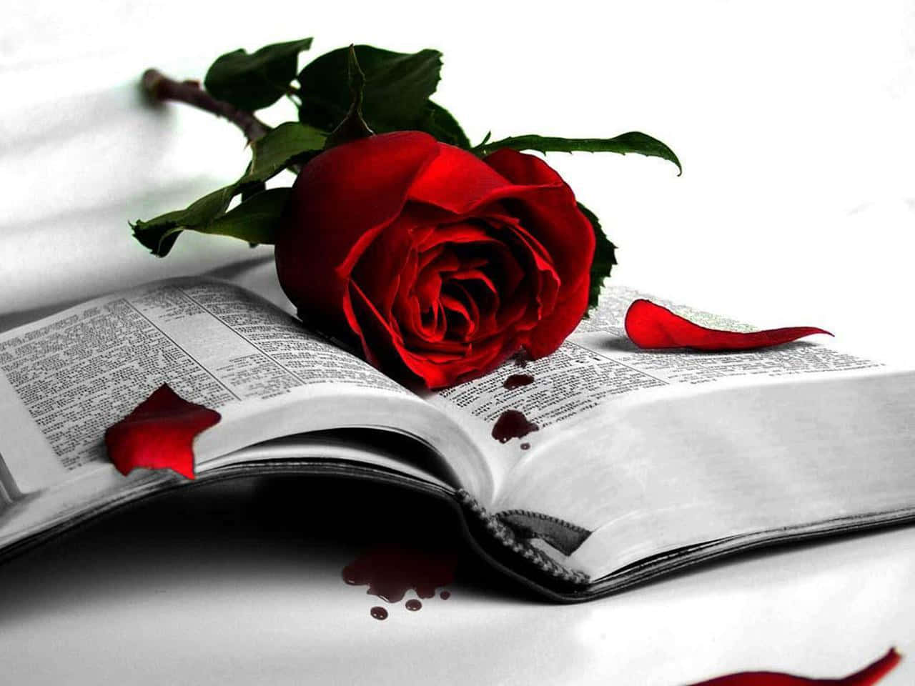 red rose, scattered petals, dark stains, HD Desktop Wallpaper