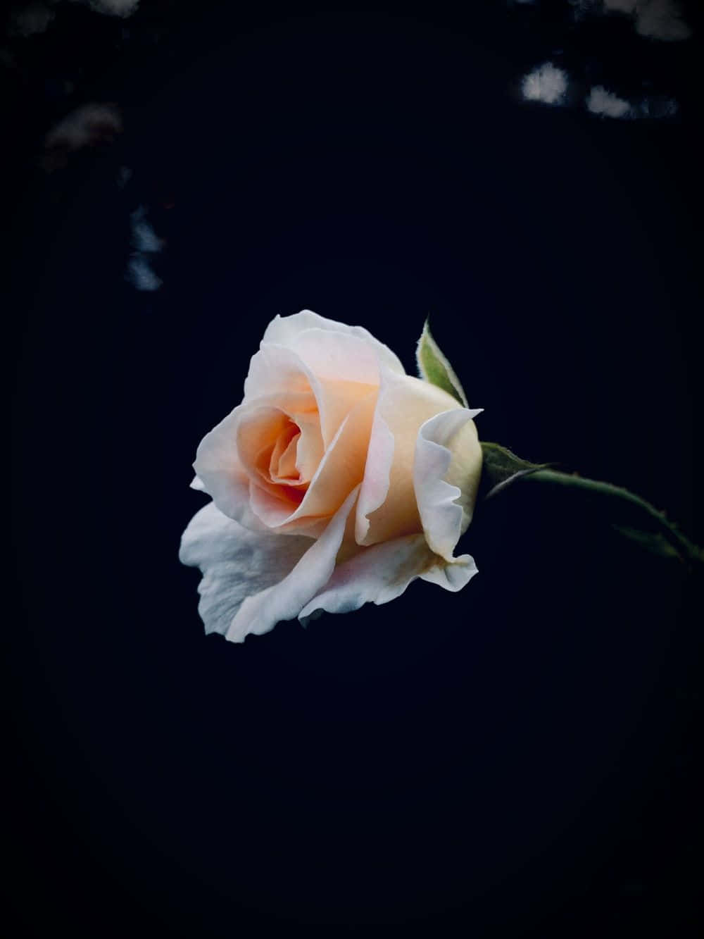 abstract rose, pale peach rose, deep black background, HD Phone Wallpaper