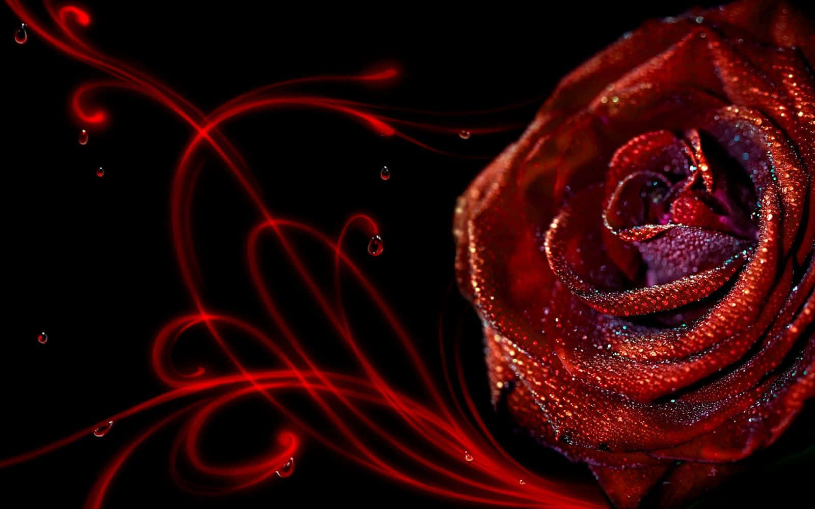 Abstract Rose, red rose, dewdrops, HD Desktop Wallpaper
