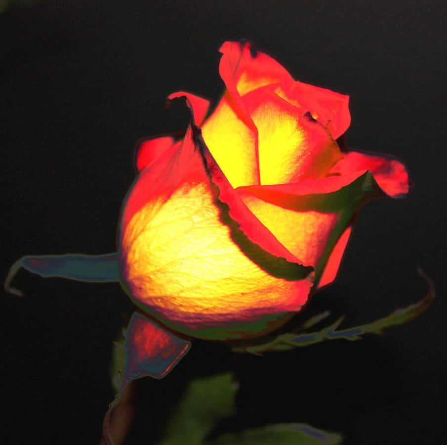 abstract rose, glowing rosebud, warm yellow and red light, SD Desktop Wallpaper
