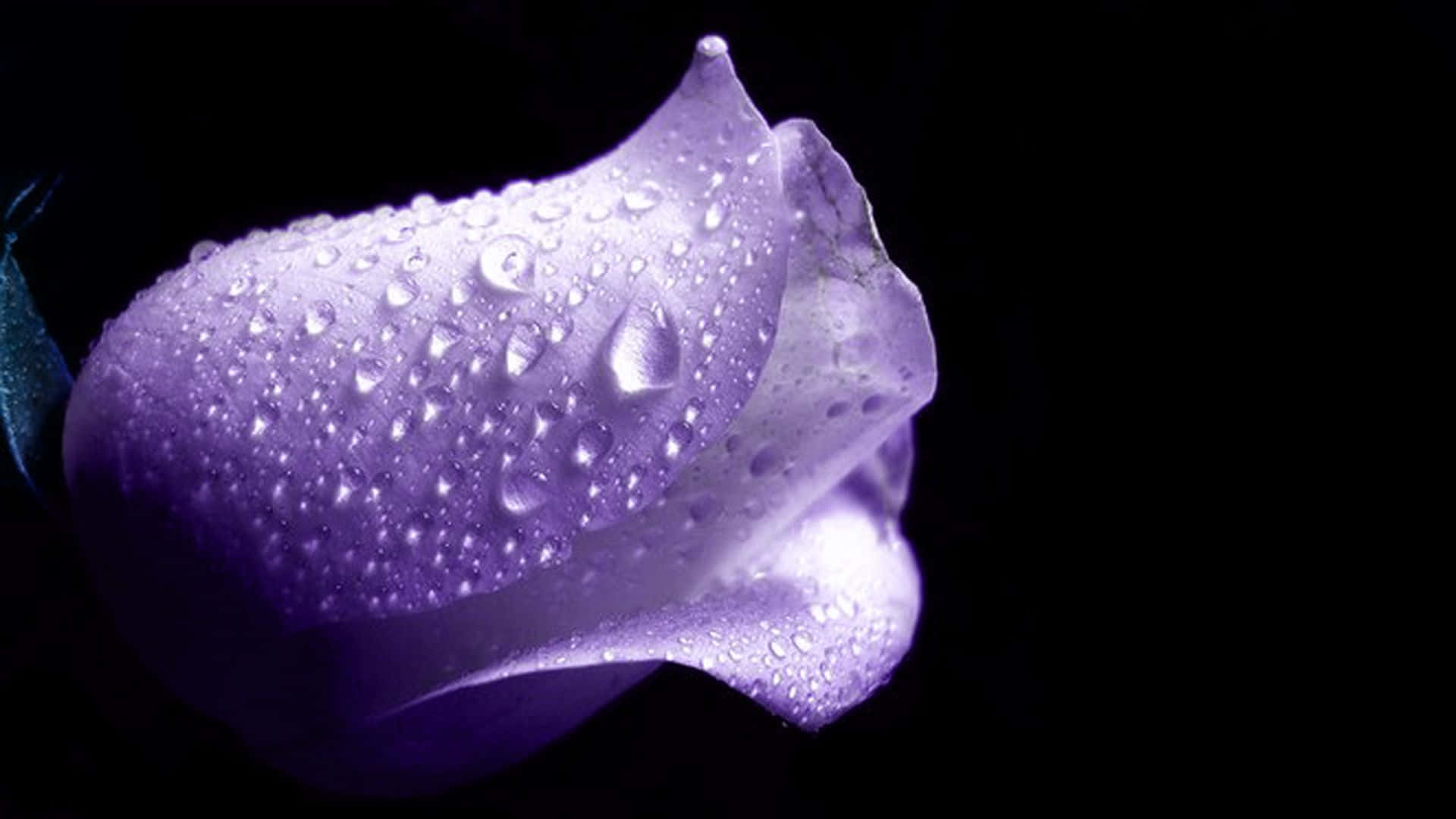 abstract rose, purple rosebud, dewdrops, Full HD Desktop Wallpaper