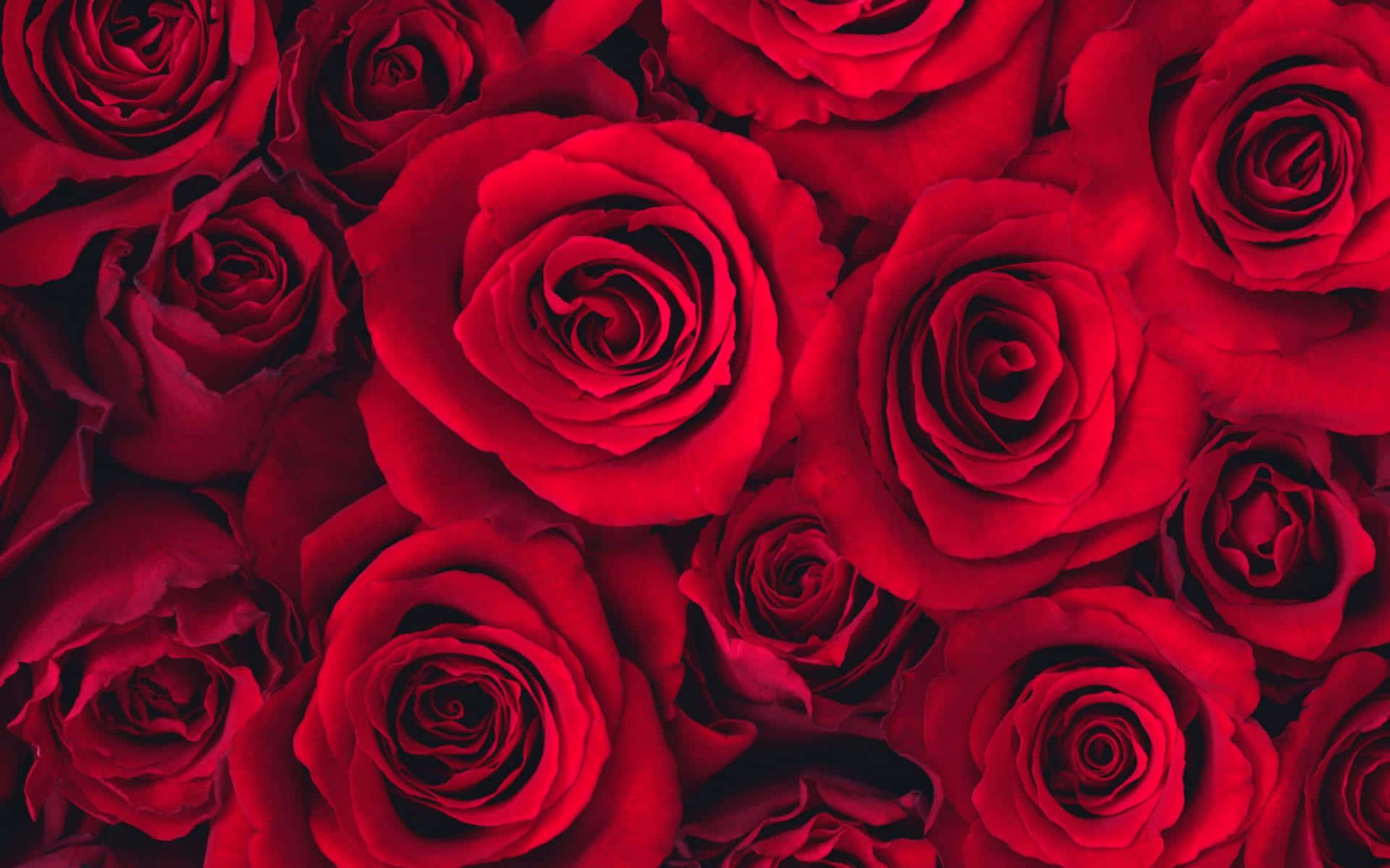 abstract rose, vivid red roses, velvety petals, Full HD Desktop Wallpaper