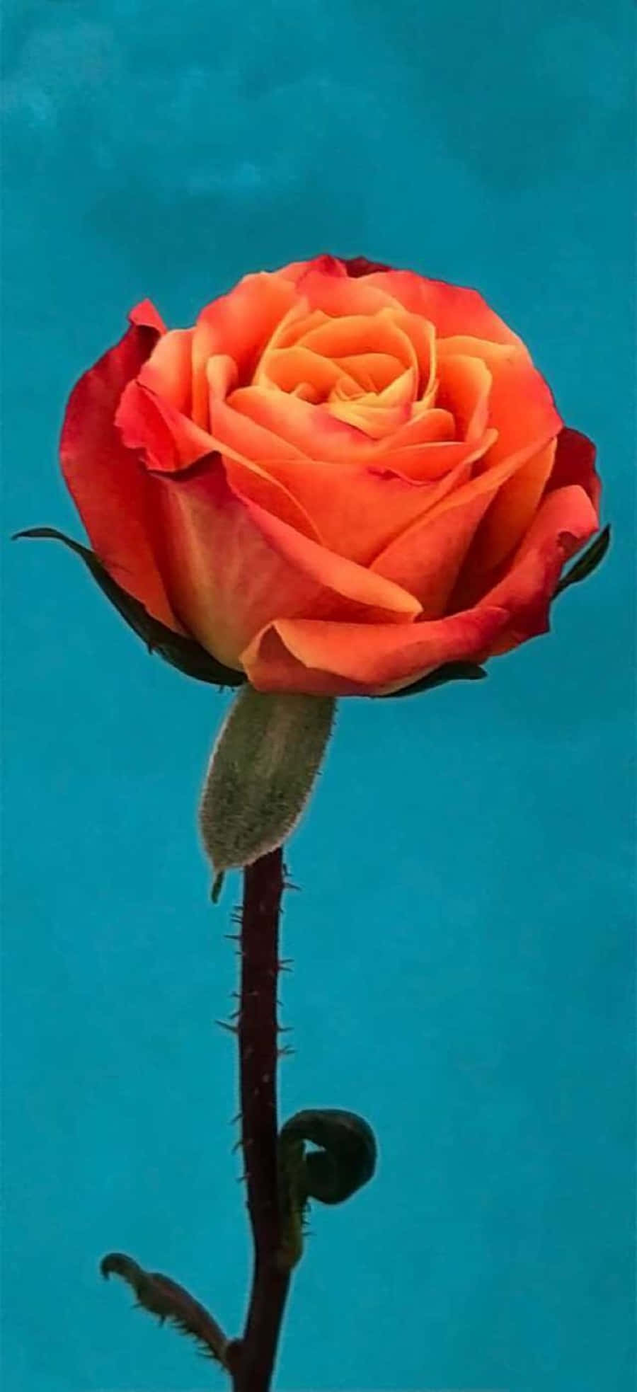Abstract Rose, vibrant orange rose, gradient center, Full HD Phone Wallpaper