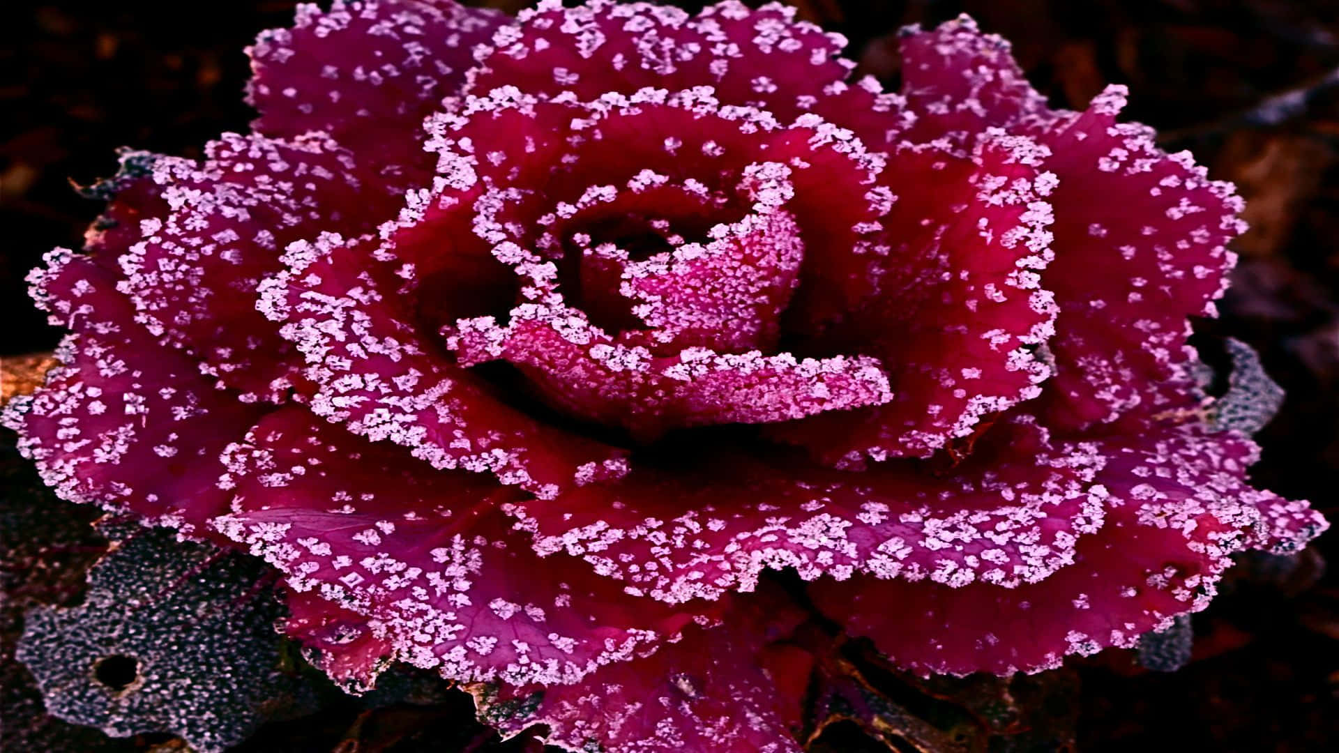abstract rose, vibrant purple, kale leaf, Full HD Desktop Wallpaper