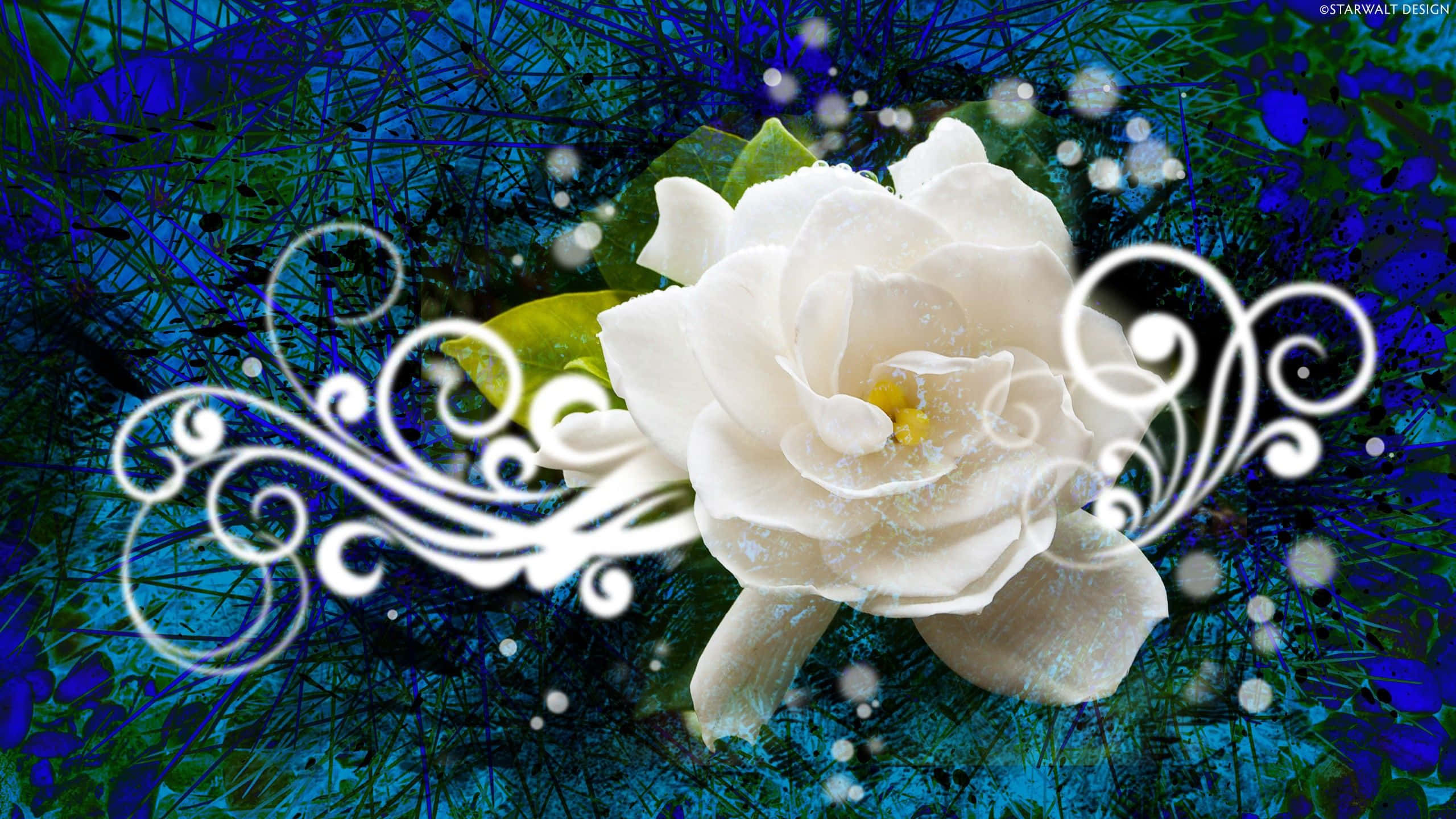 abstract rose, pristine white flower, deep blue textured background, 2K Desktop Wallpaper