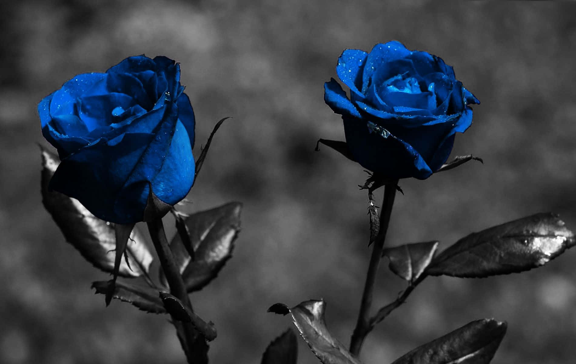 dark blue rose, vivid blue roses, dewdrops, HD Desktop Wallpaper