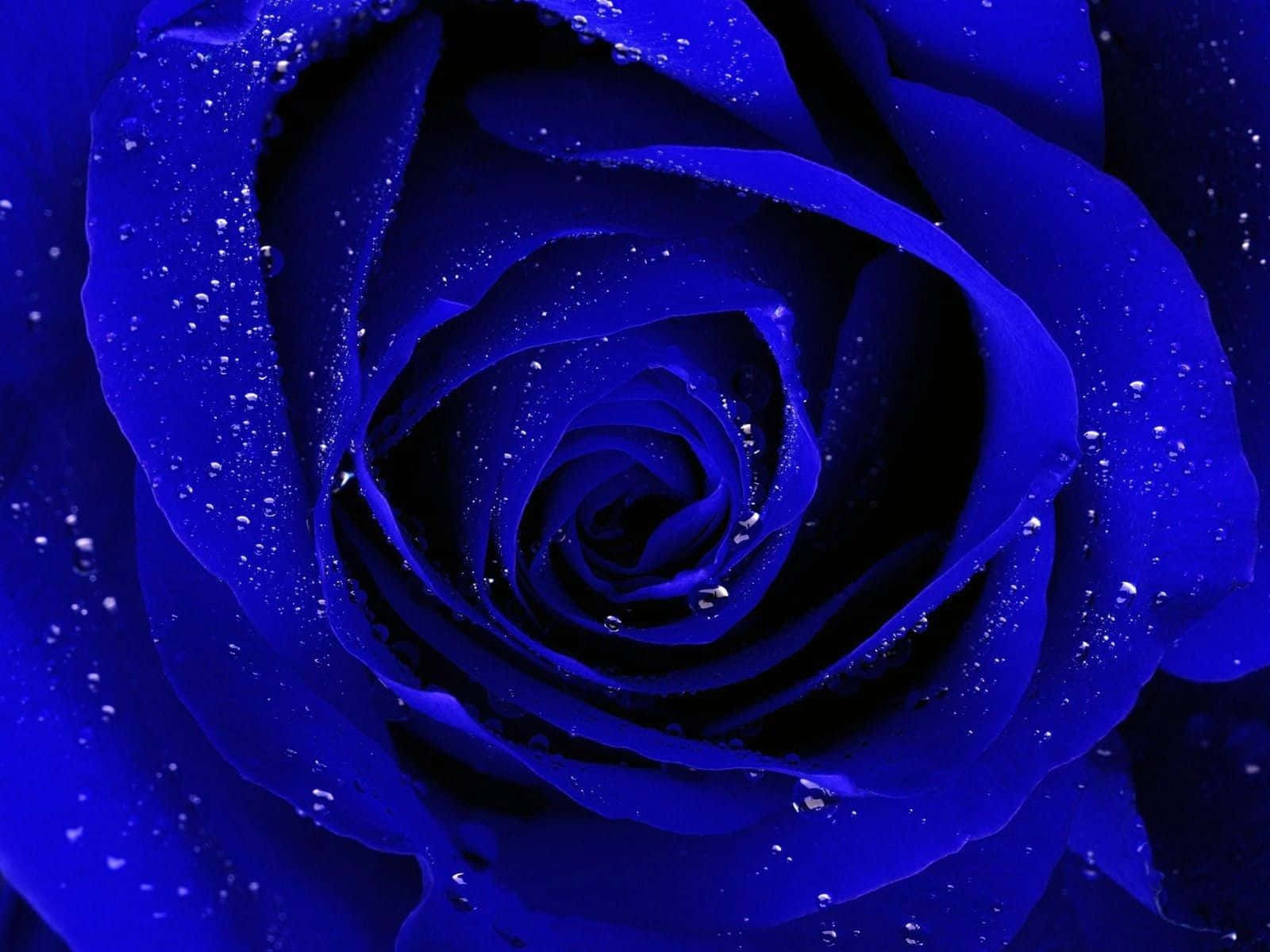 dark blue rose, deep blue rose, velvety petals, HD Desktop Wallpaper