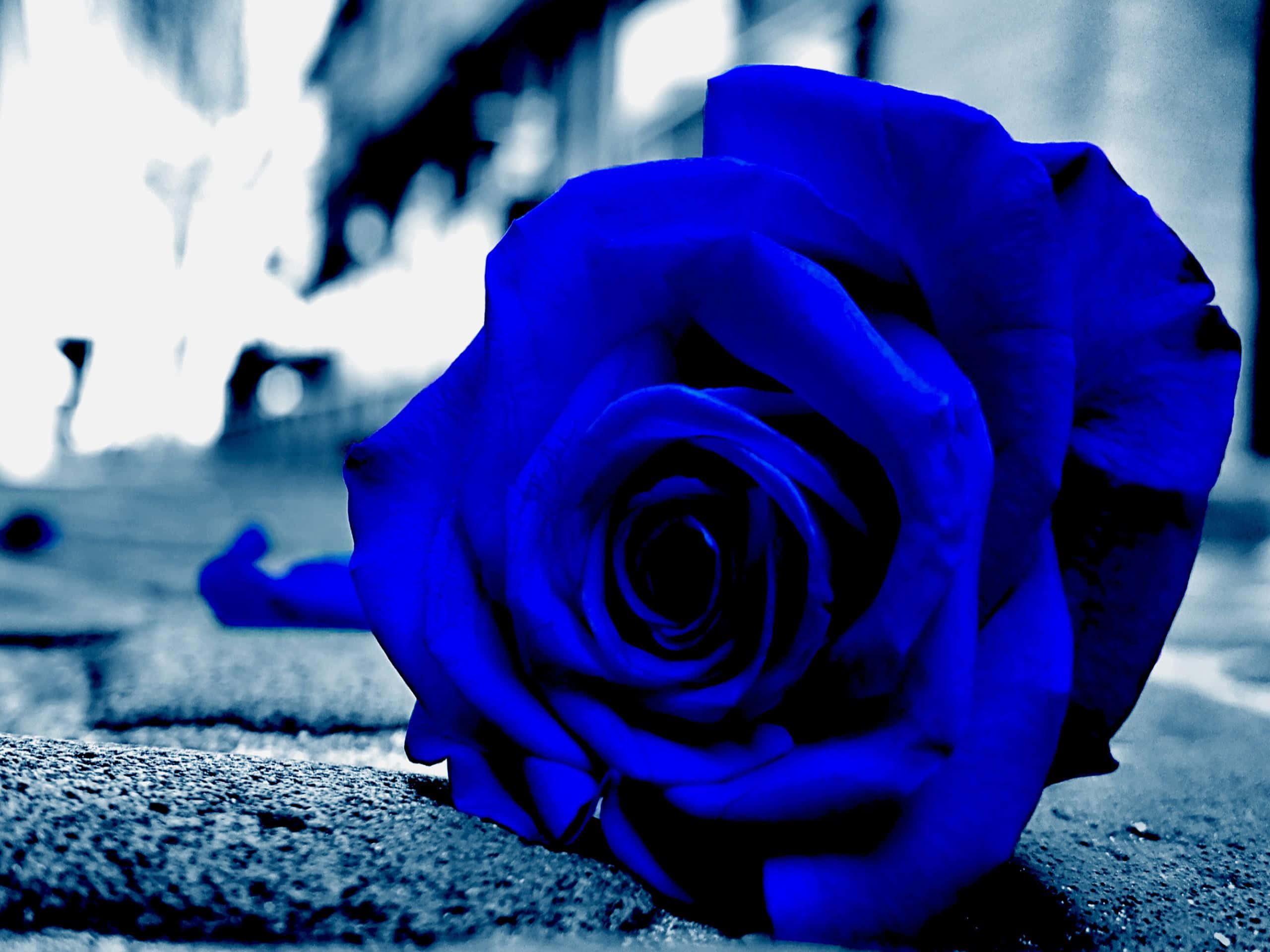 dark blue rose, textured stone surface, blurred urban background, 2K Desktop Wallpaper
