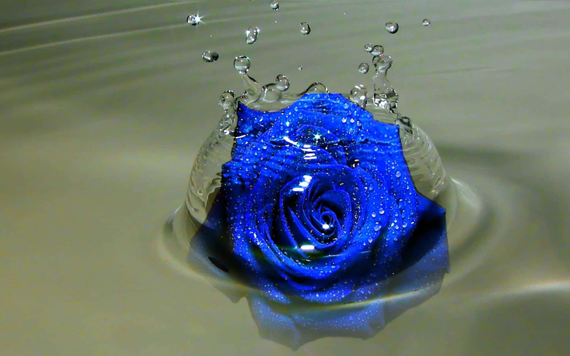 dark blue rose, abstract, water surface, Full HD Desktop Wallpaper