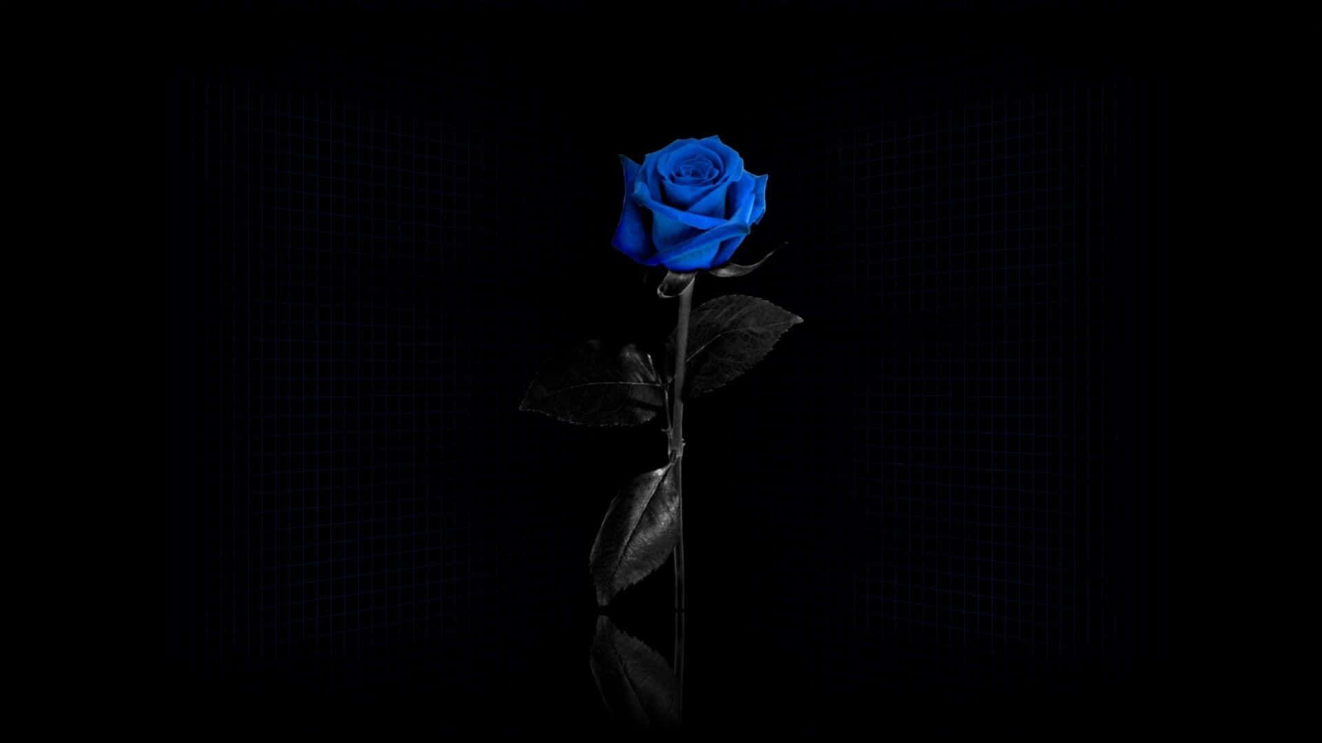 dark blue rose, vivid blue rose, dark grid background, Full HD Desktop Wallpaper