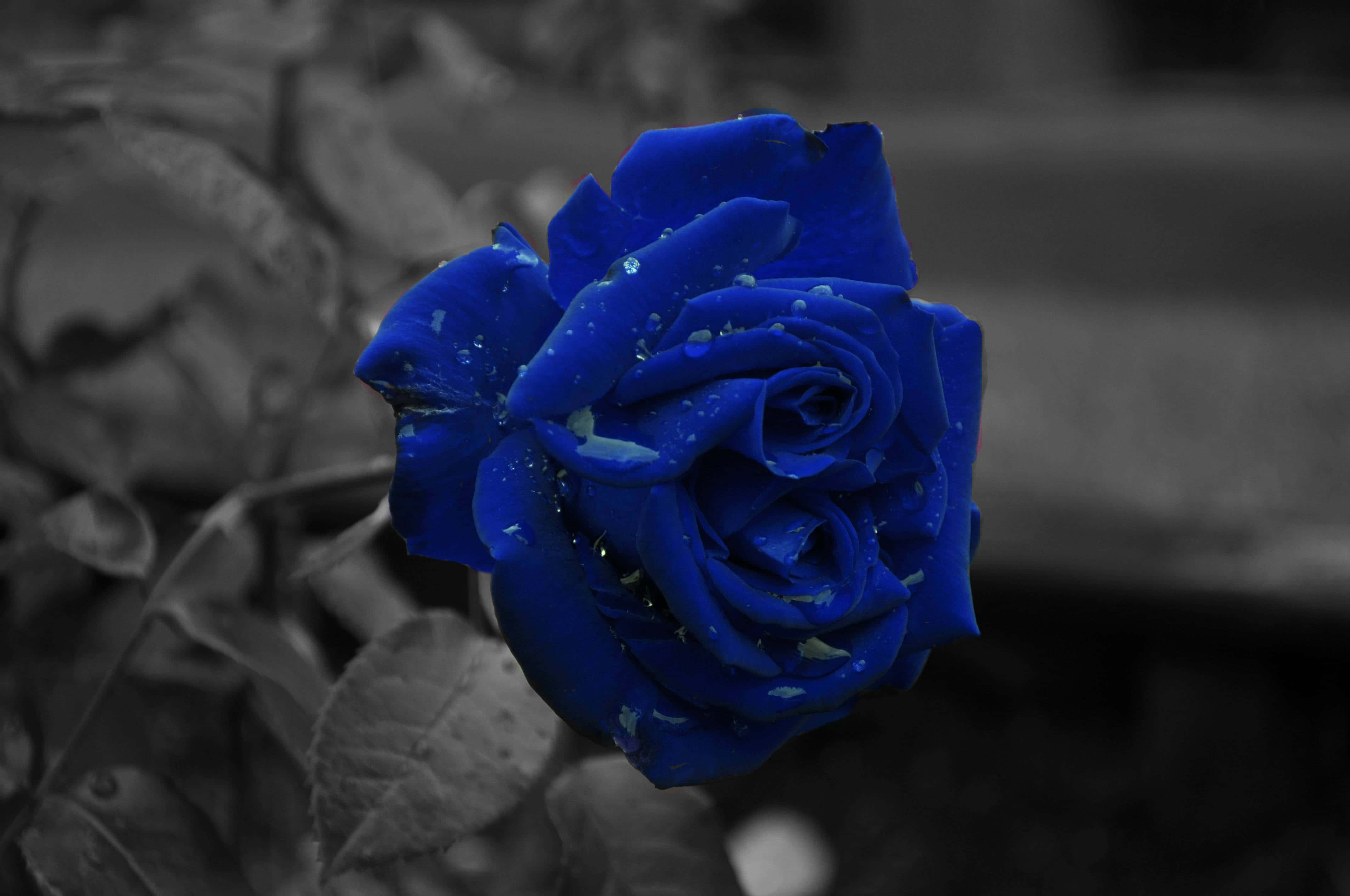 dark blue rose, vivid blue rose, water droplets, 4K Desktop Wallpaper