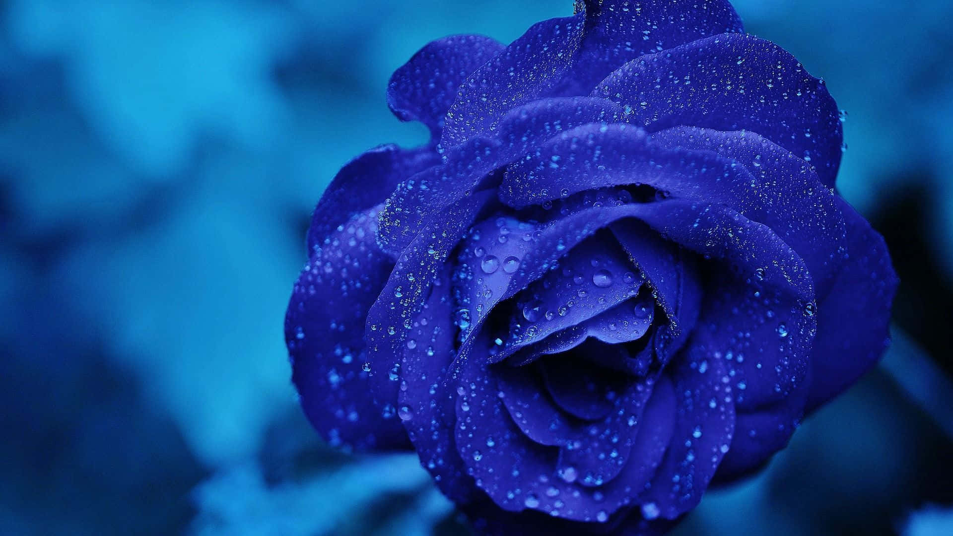 dark blue rose, deep blue rose, dewdrops, Full HD Desktop Wallpaper