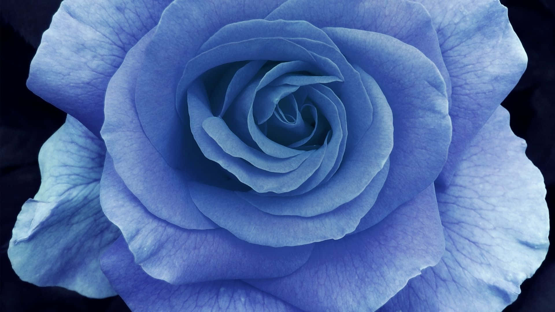 dark blue rose, vivid blue rose, intricate layered petals, Full HD Desktop Wallpaper