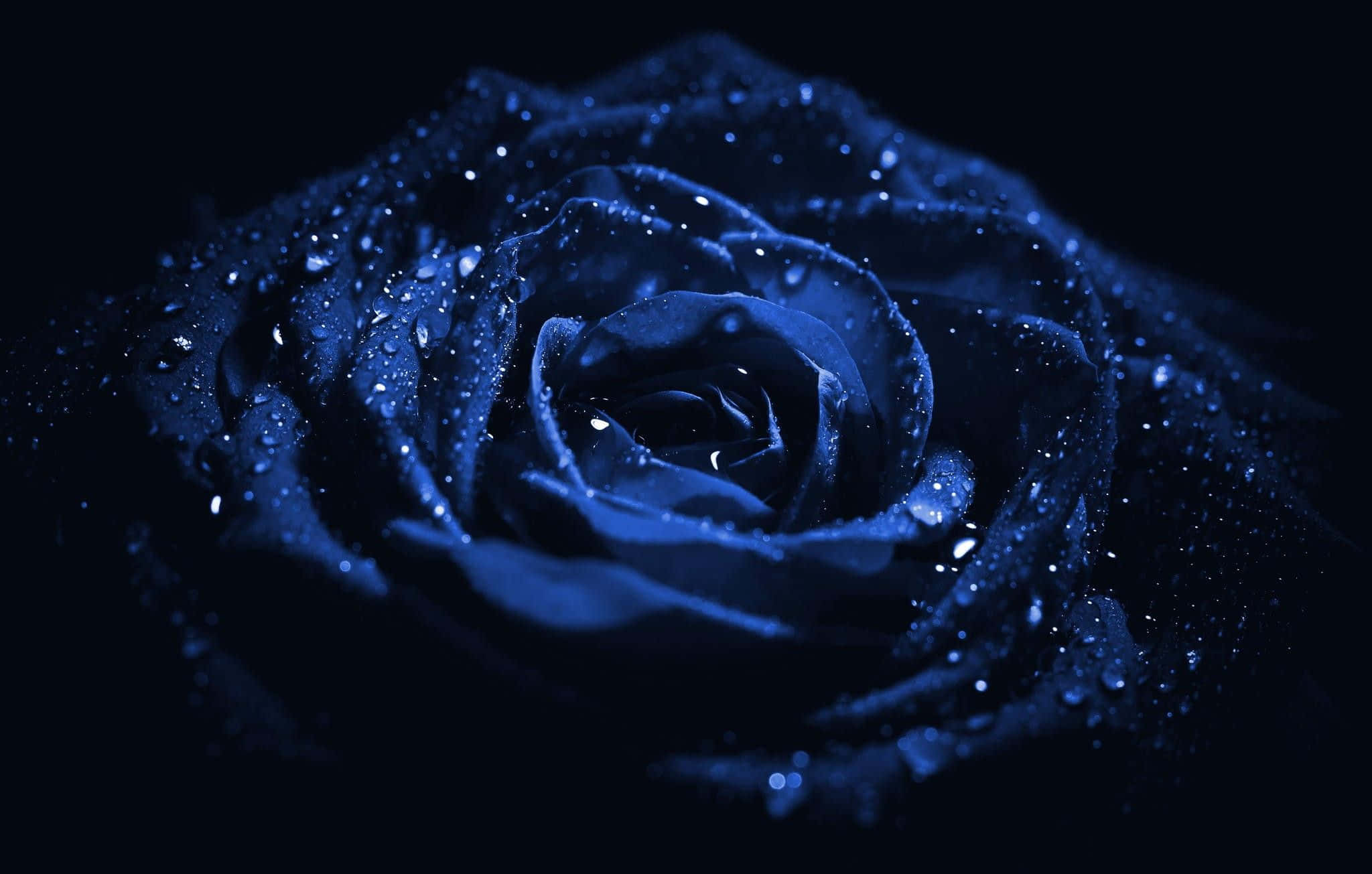 dark blue rose, dewdrops, black background, Full HD Desktop Wallpaper