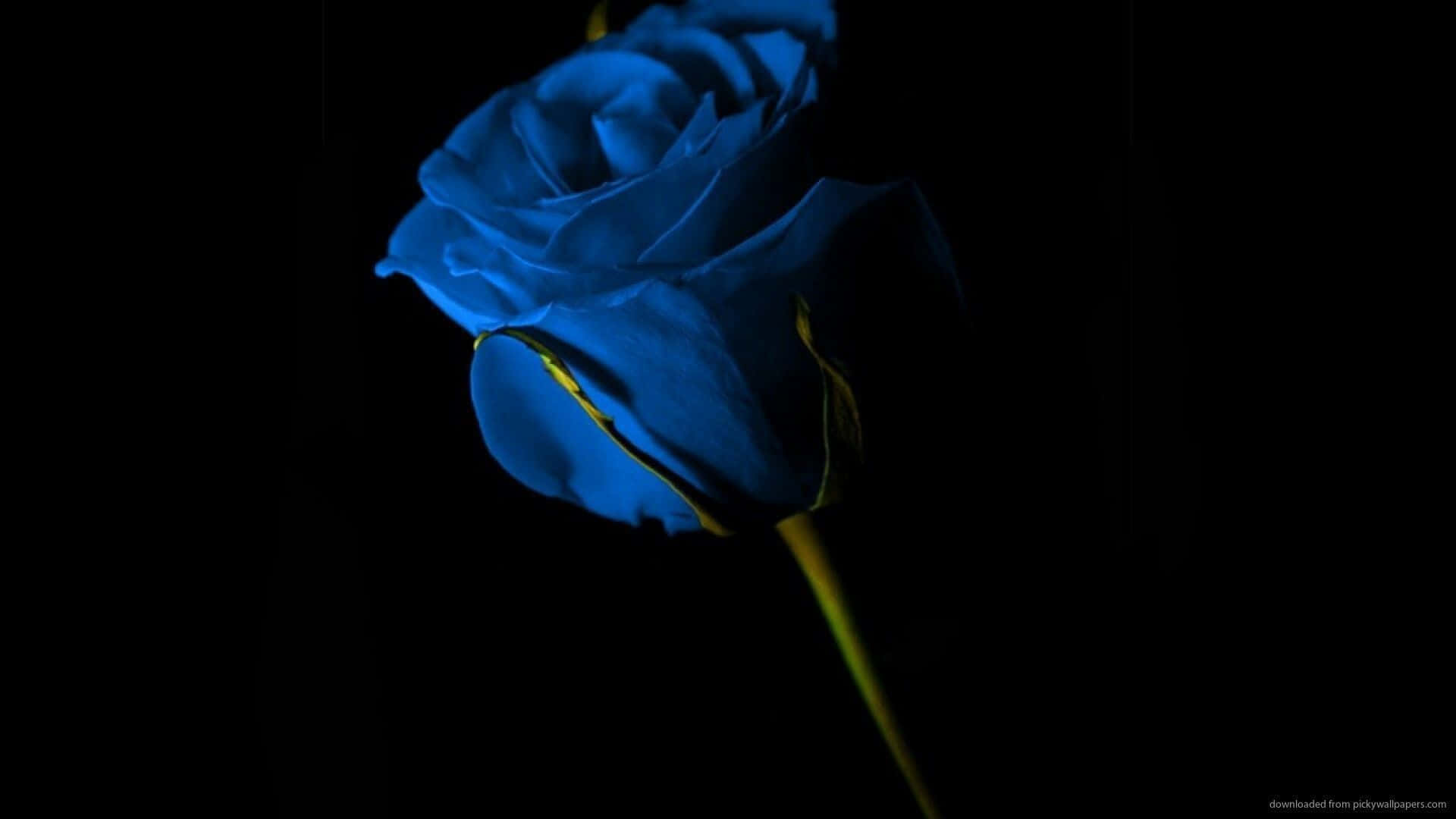 dark blue rose, glowing blue rose, yellow stem, Full HD Desktop Wallpaper