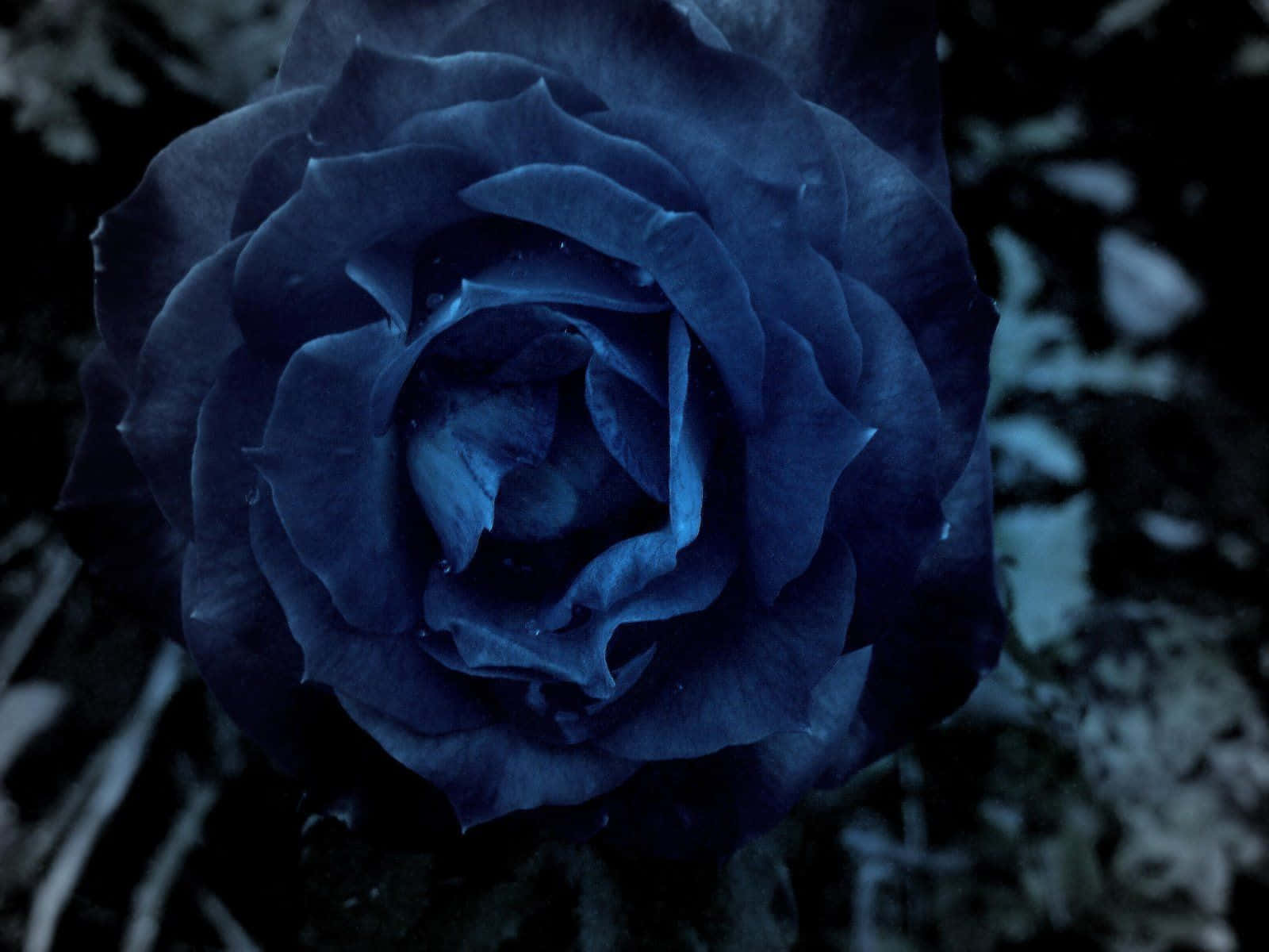 dark blue rose, deep blue rose, intricate petals, HD Desktop Wallpaper
