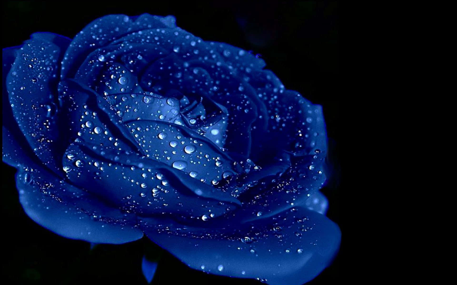 dark blue rose, dewdrops, stark black background, Full HD Desktop Wallpaper