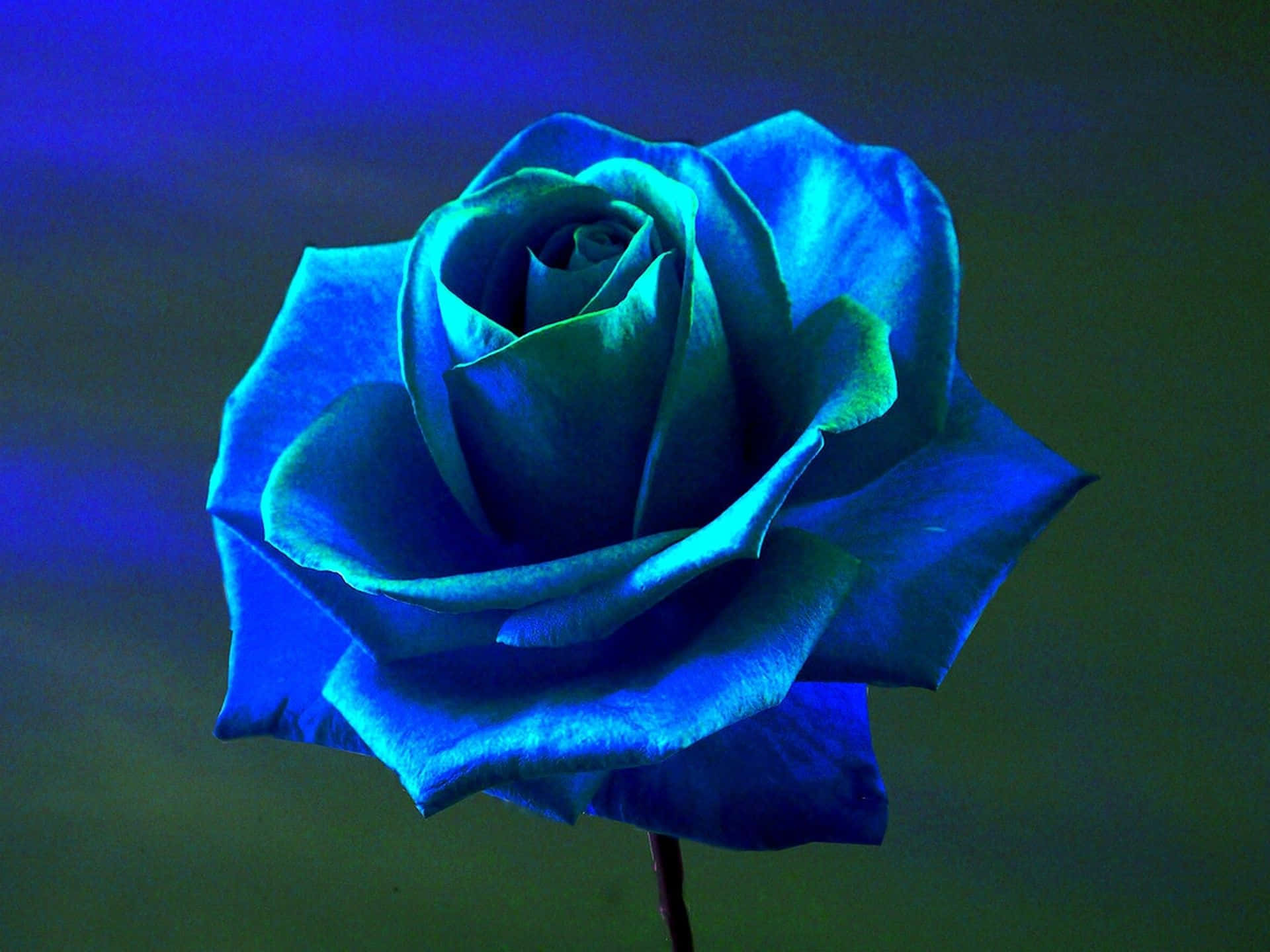 dark blue rose, dramatic lighting, deep shadows, Full HD Desktop Wallpaper