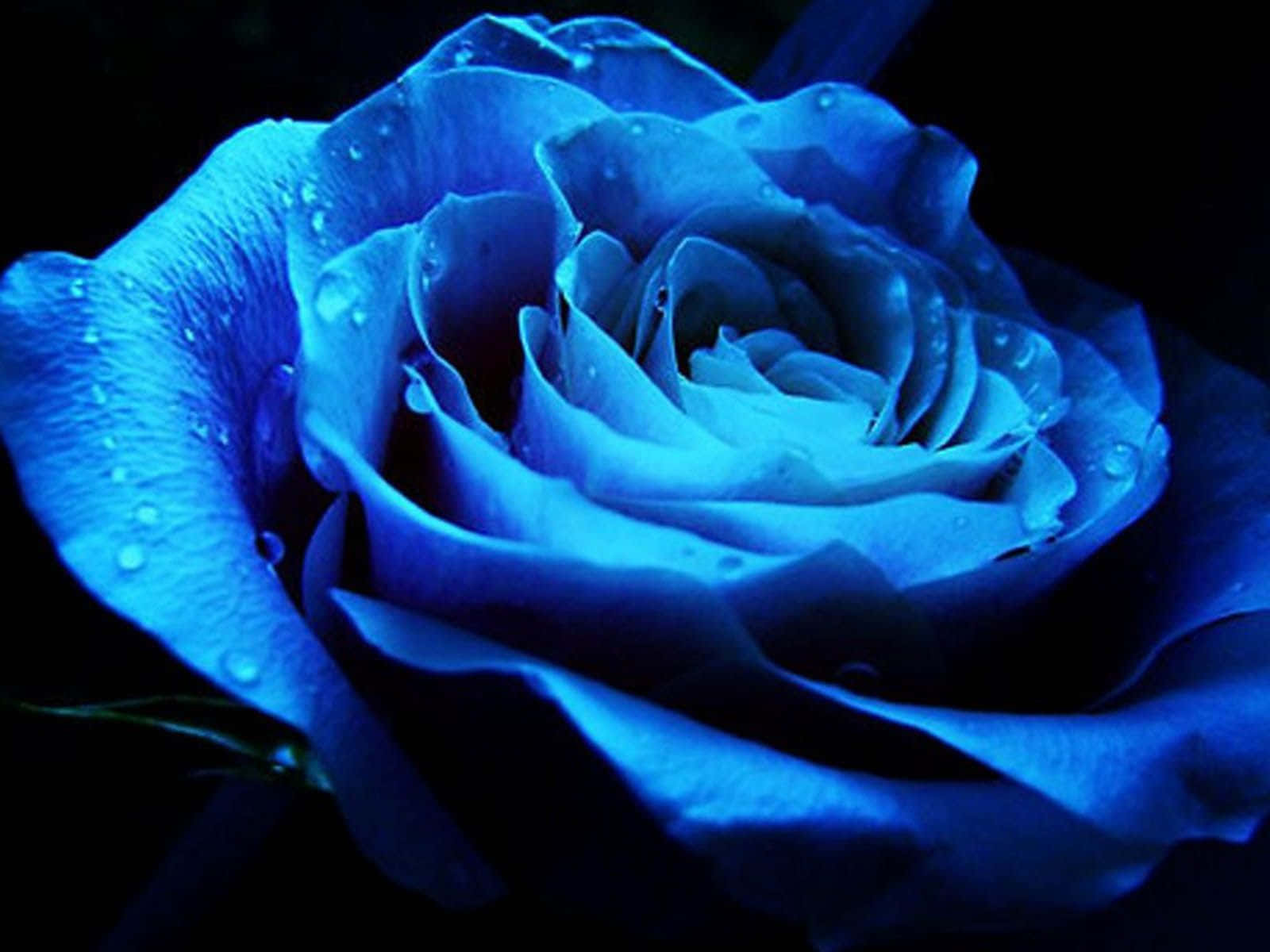 dark blue rose, luminous blue rose, dewdrops glowing, HD Desktop Wallpaper