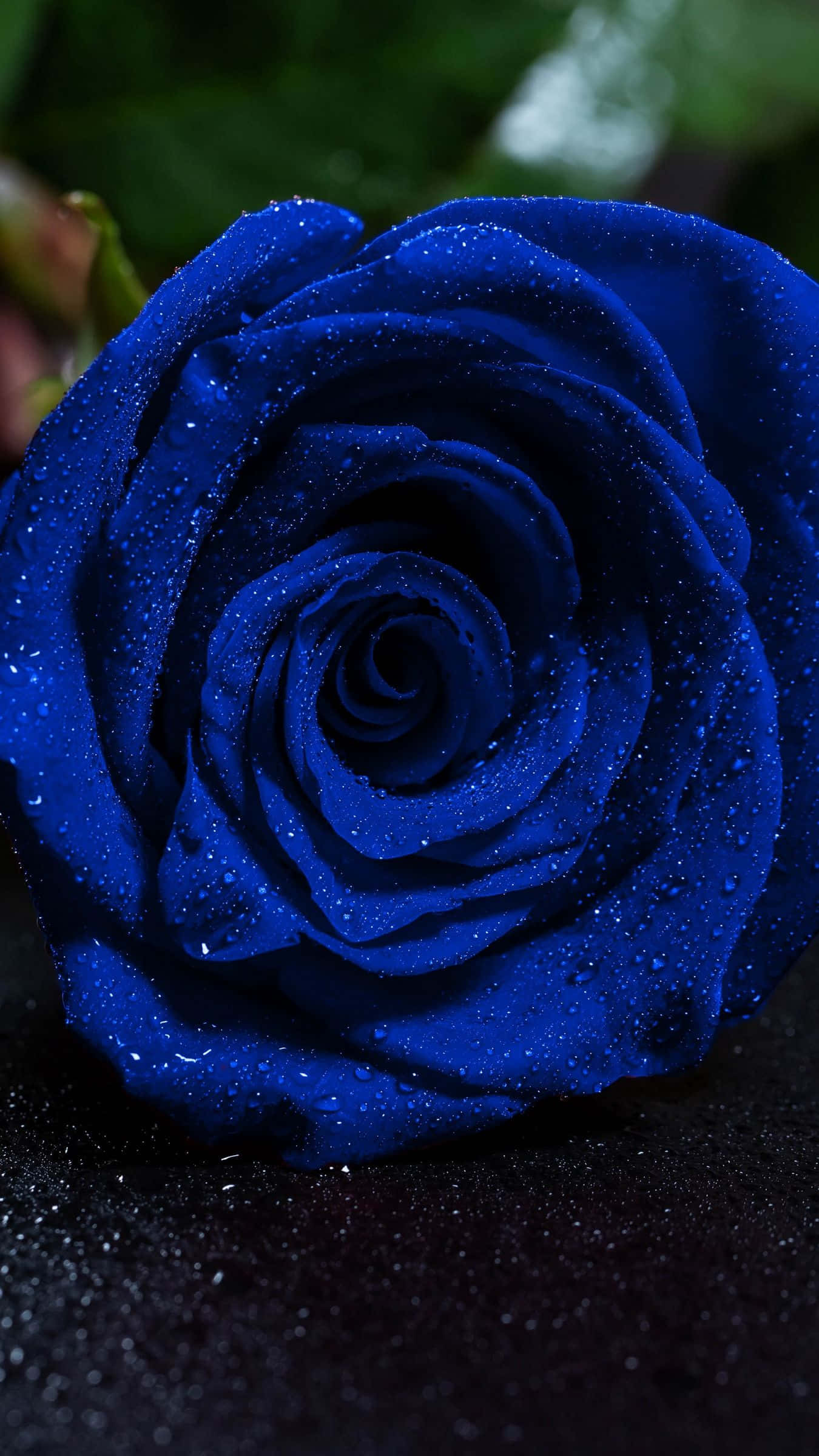 dark blue rose, vivid blue rose, dewdrops, Full HD Phone Wallpaper