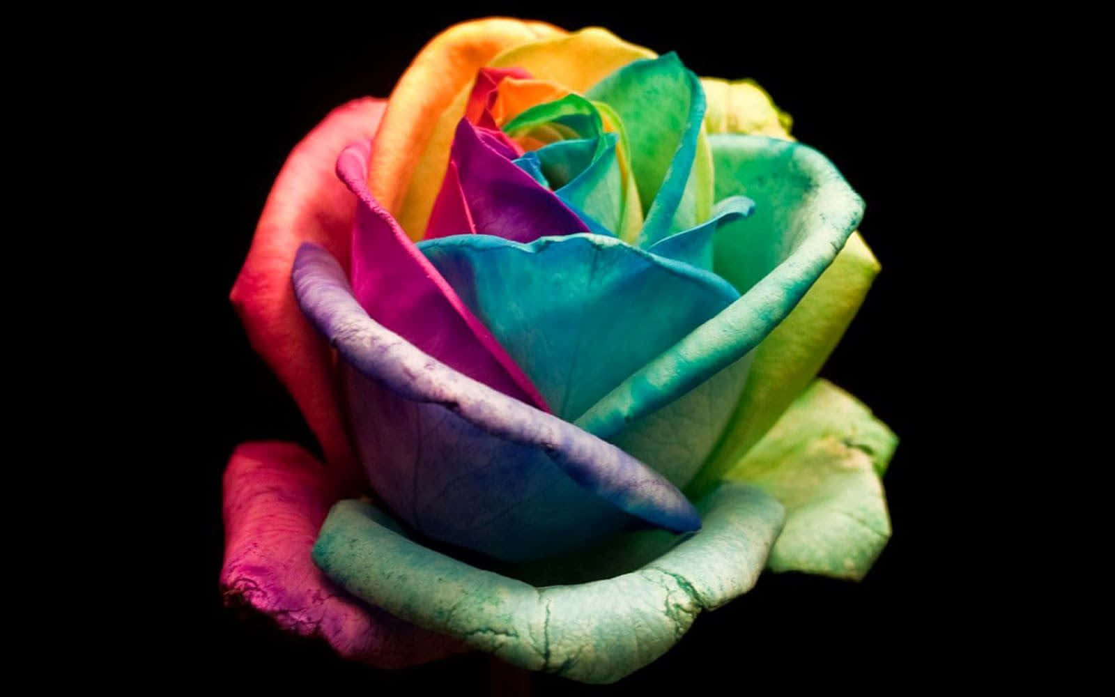 Abstract Rose, rainbow rose, red to violet to green, HD Desktop Wallpaper