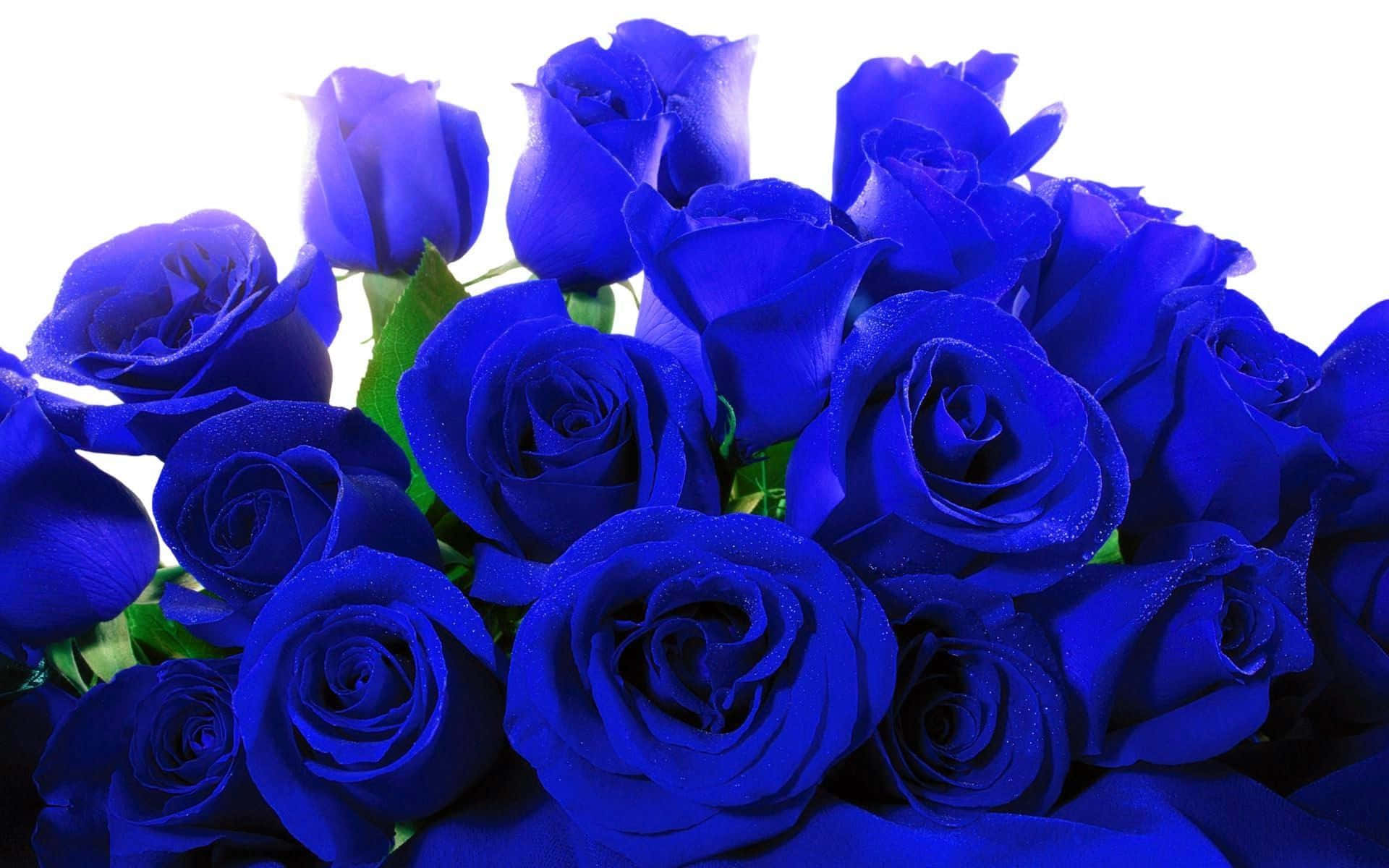 dark blue rose, vivid blue roses, dewdrops, Full HD Desktop Wallpaper